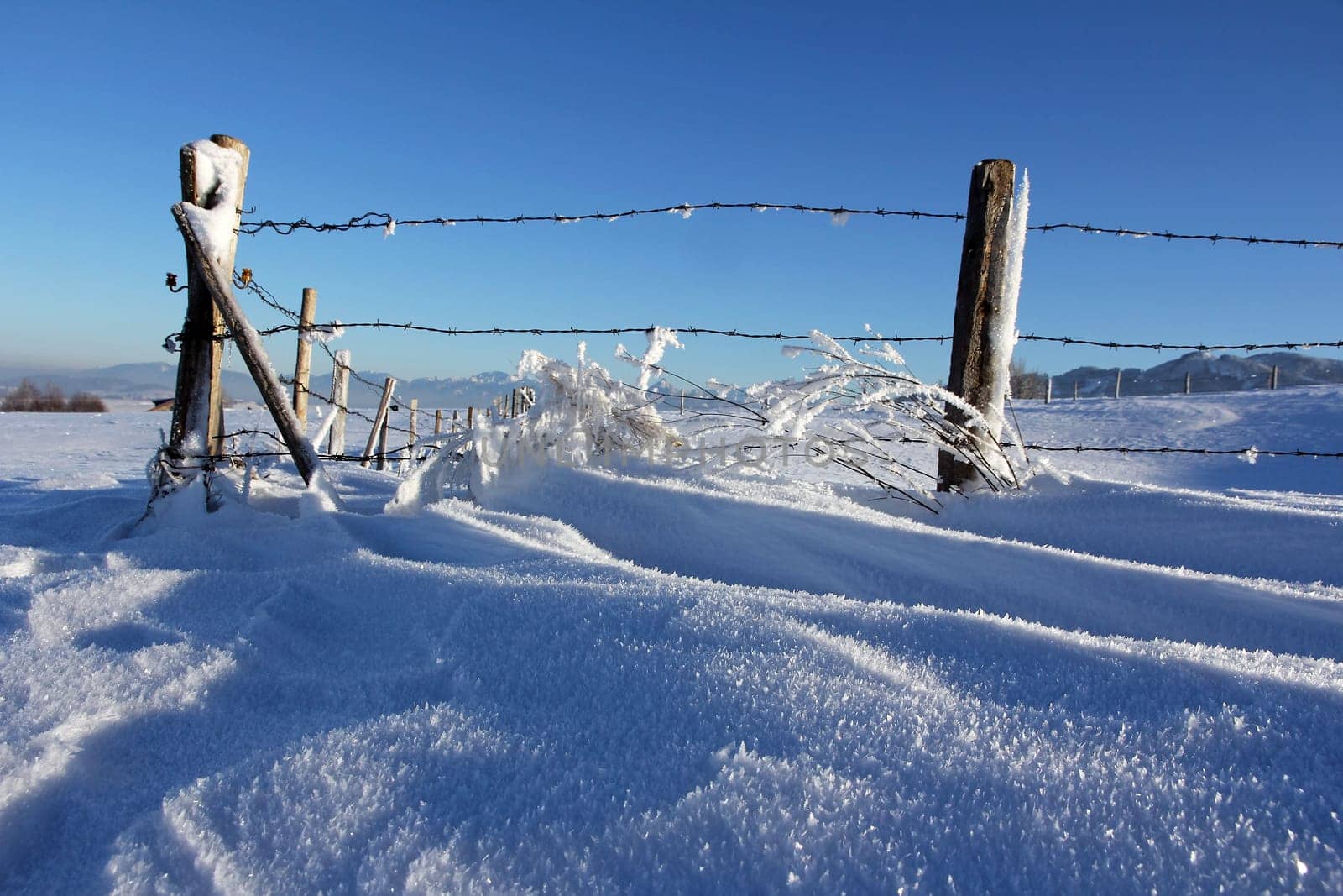 A cold winter day with frozen plants with hoarfrost under a fence