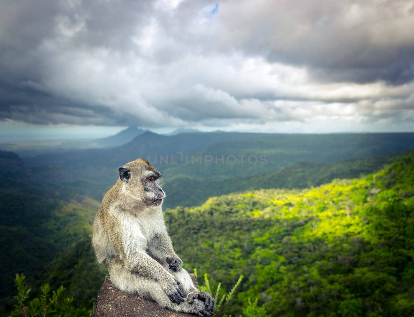 Monkey at the Gorges viewpoint. Black River Gorges national park. Mauritius.