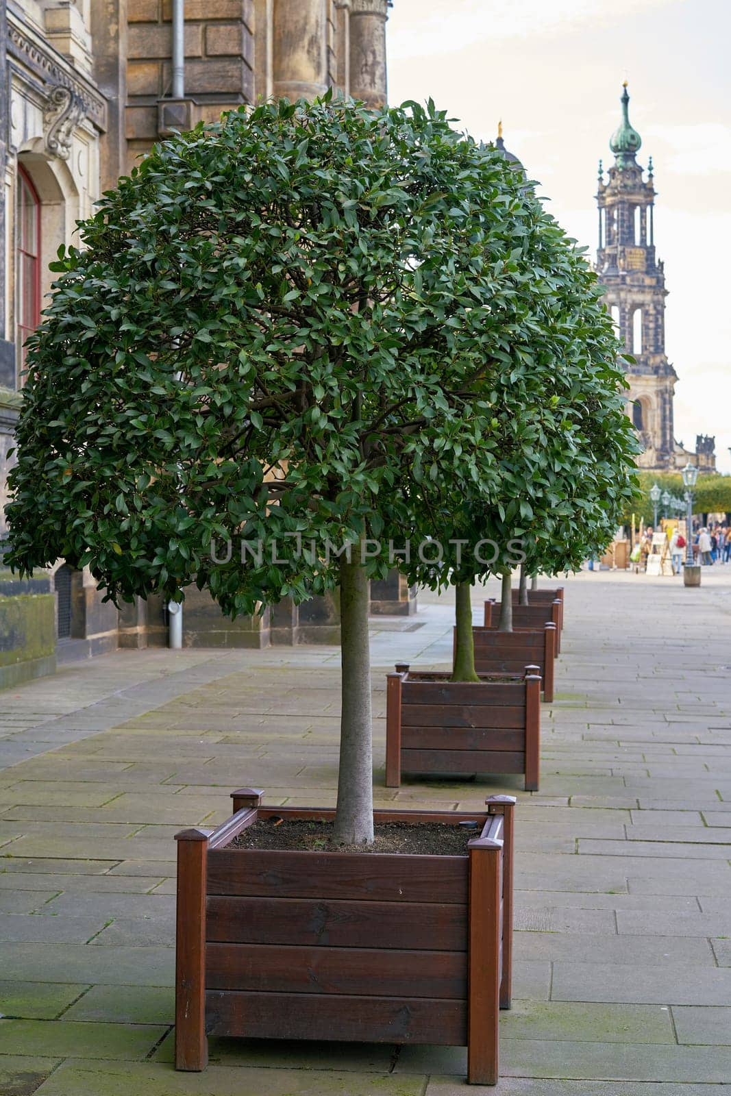 Laurel tree as decoration on the Brühl Terrace on the banks of the Elbe in Dresden
