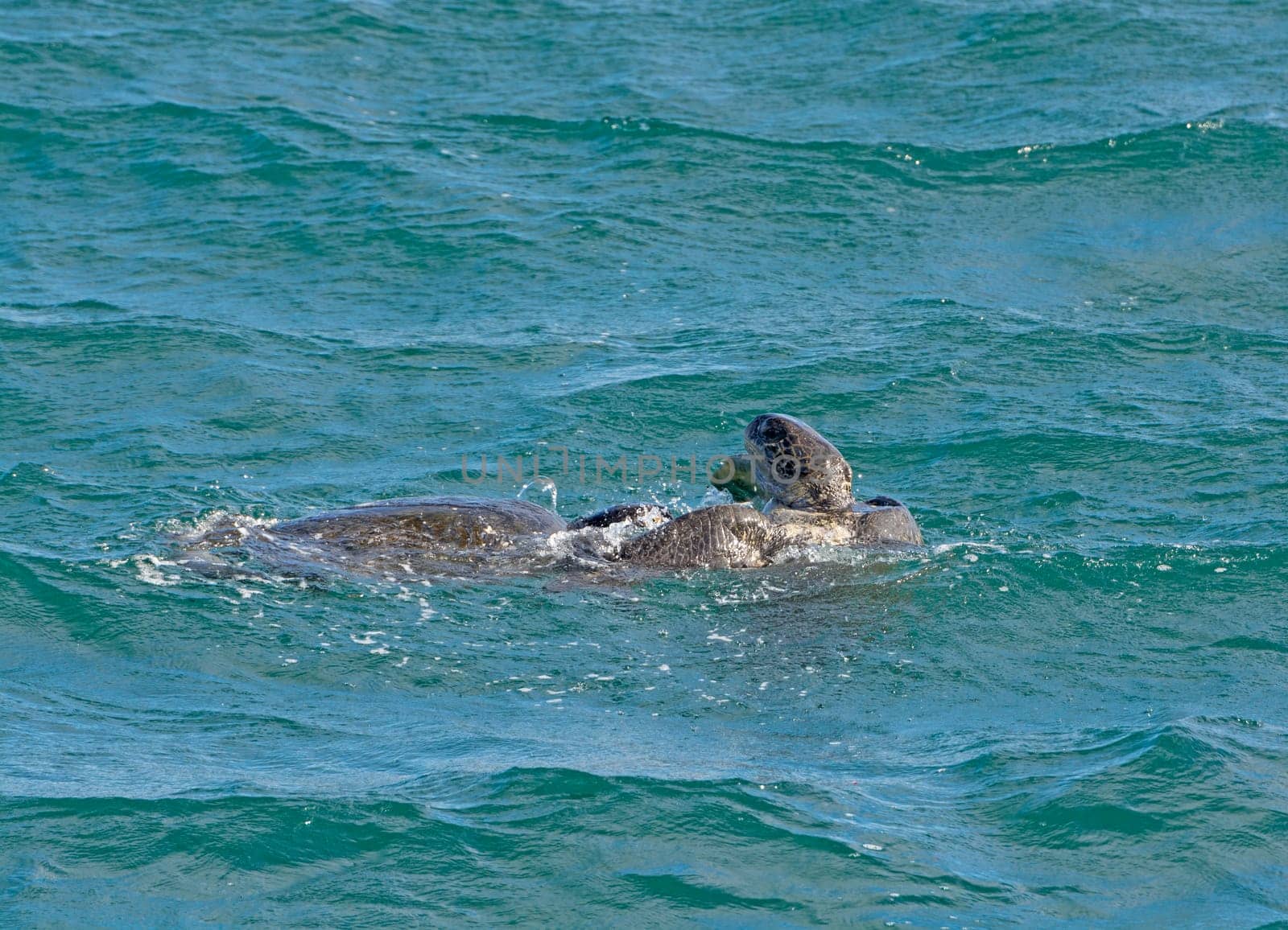 Galapagos Sea Turtles Mating near Isabela Island in the Galapagos