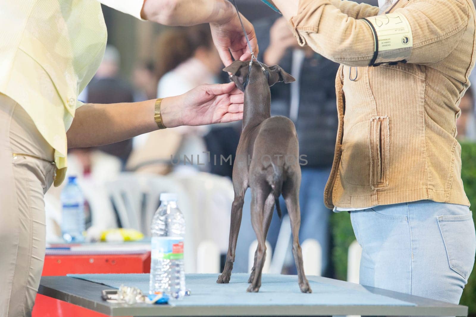 Badajoz, Spain - May 8, 2016: International Exhibition of dogs. Italian Greyhound under the care of their owners before the exhibition contest