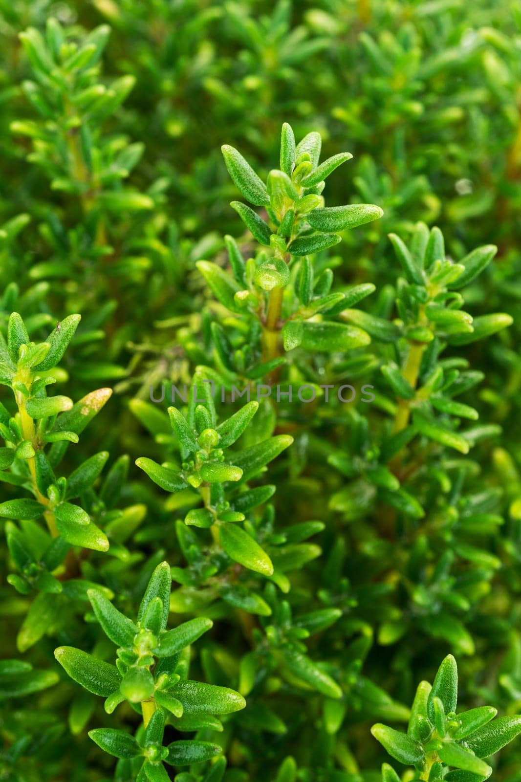 Thyme close-up,spice and medicinal plant