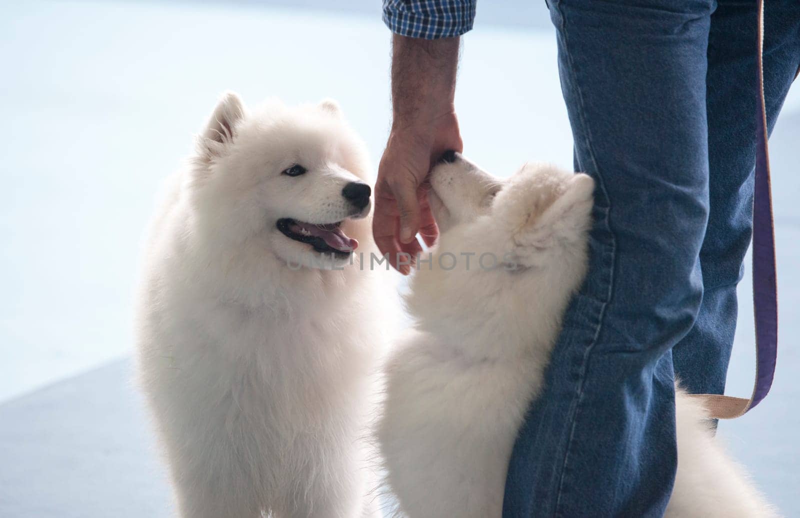Badajoz, Spain - May 8, 2016: 32 International Exhibition Ed. of dogs. Smiling Sammy dogs under the care of its owner before the exhibition contest