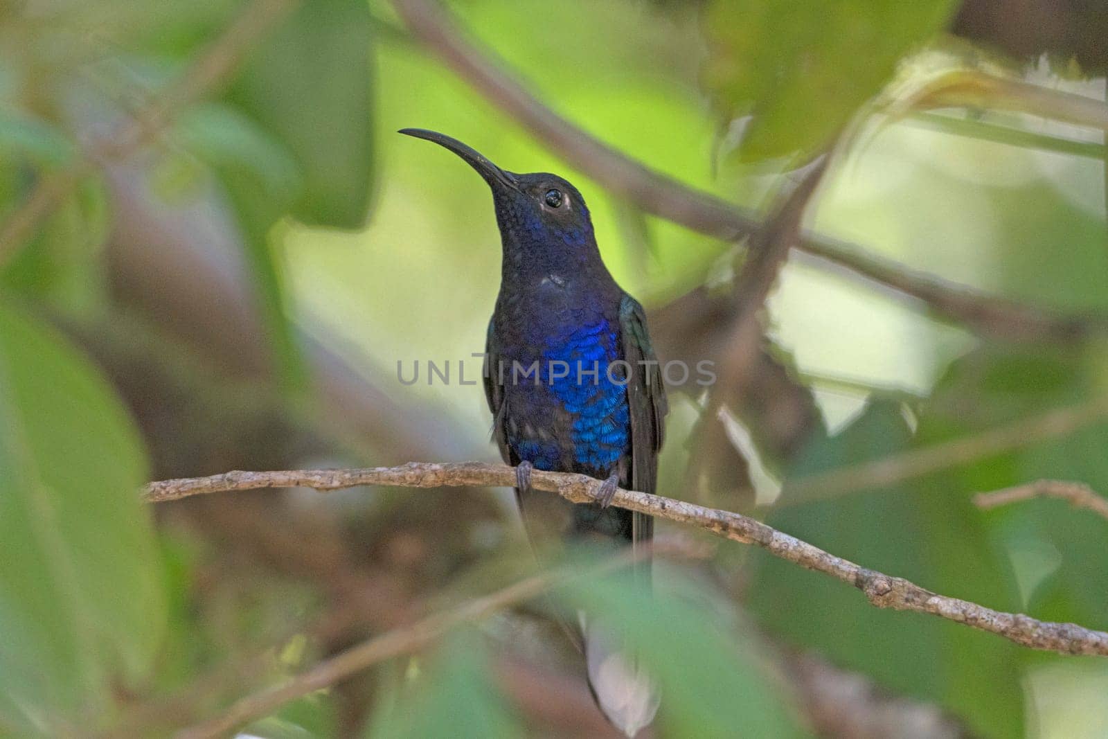 Violet Sabrewing Hummingbird in the Monteverde Cloud Forest in Costa Rica