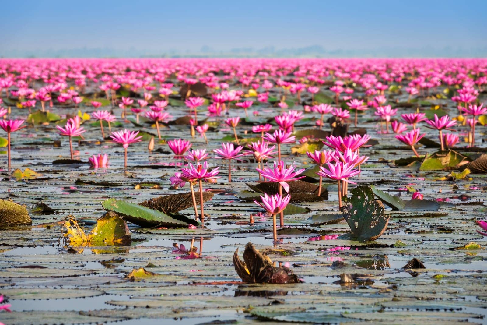 Lake with lotus flowers,open pink water lilies in Thailand