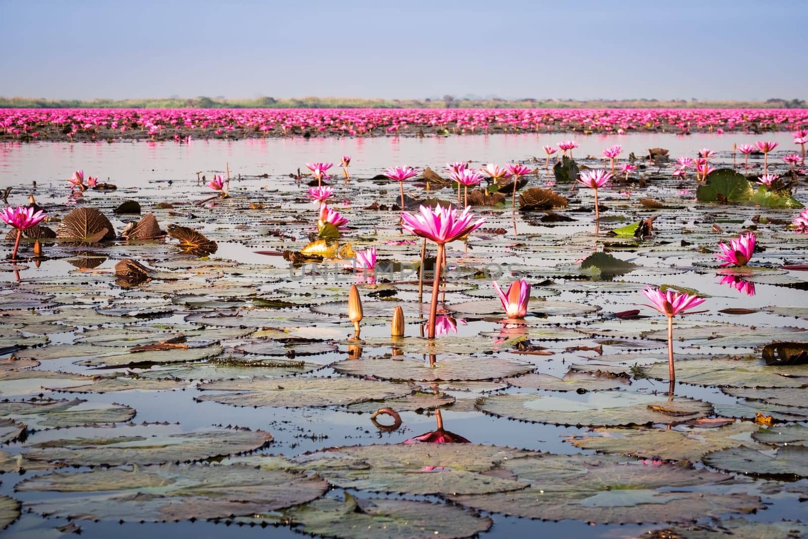 Lake with lotus flowers,open pink water lilies in Thailand