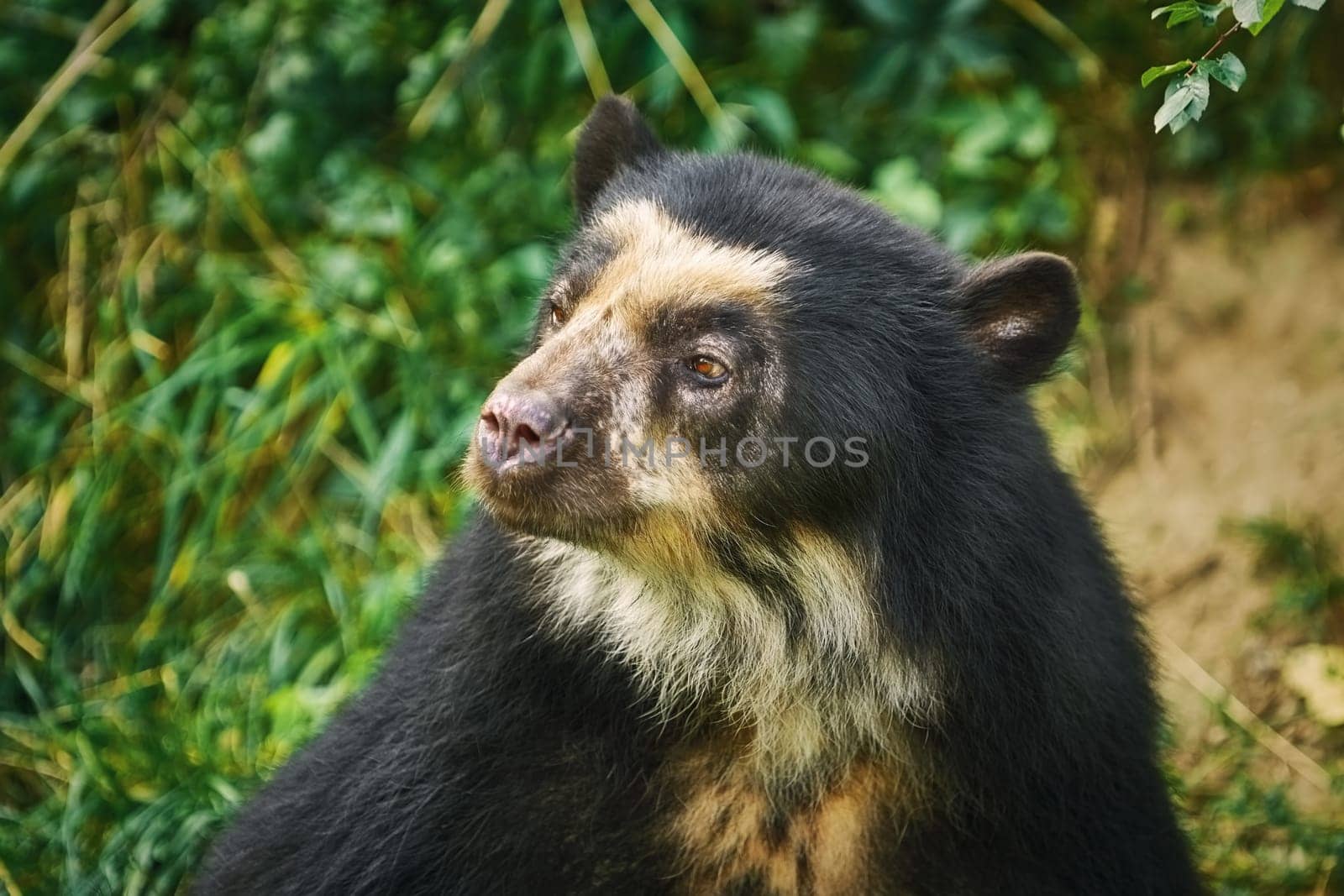Asian Black Bear (Ursus Thibetanus, Previously Known as Selenarctos Thibetanus)
