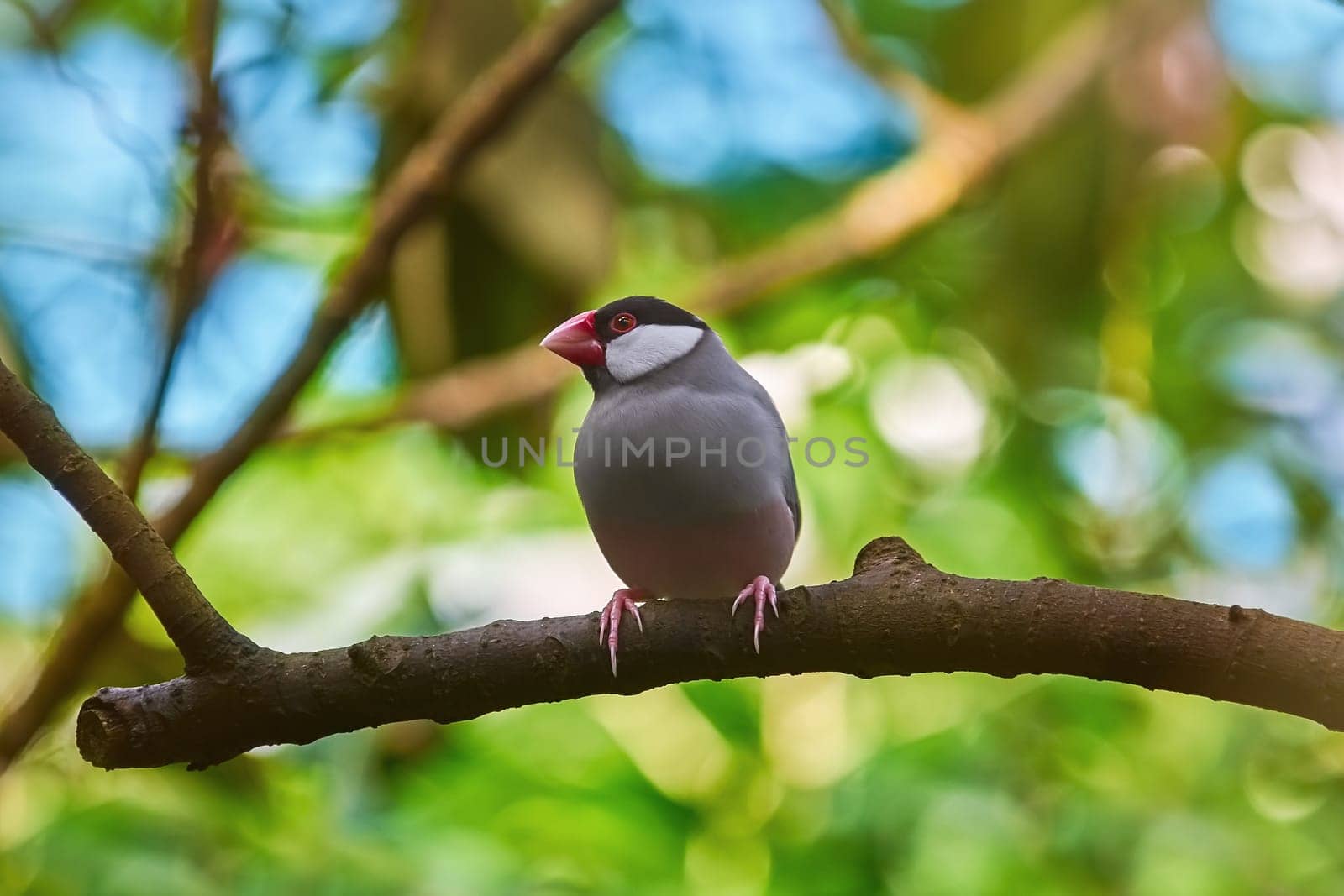 Java Sparrow (Lonchura Oryzivora) Perched on the Rope