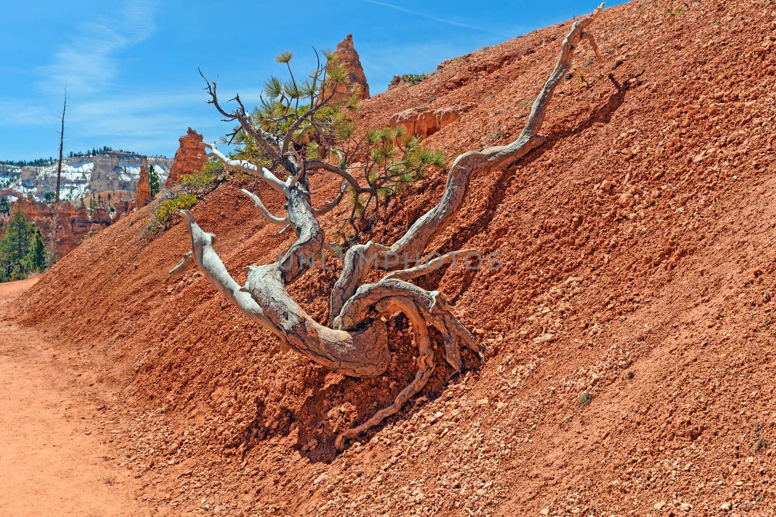 Gnarled Tree Along a Canyon Trail in Bryce Canyon National Park in Utah