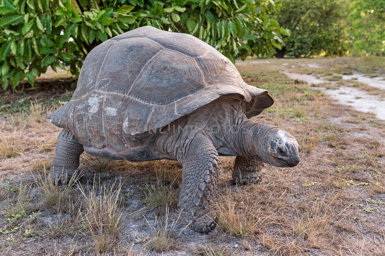Curious Aldabra giant tortoise (Aldabrachelys gigantea) on Bird Island,Seychelles,Indian Ocean