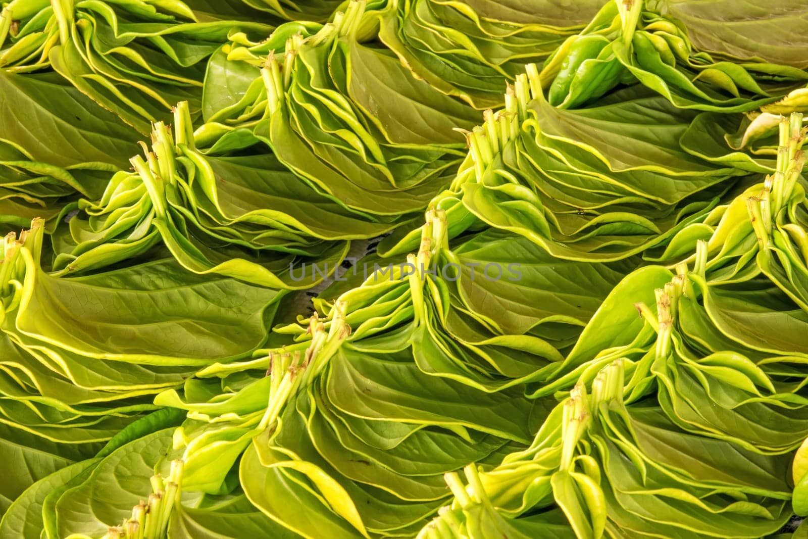 Betel pepper,stacked leaves for the market