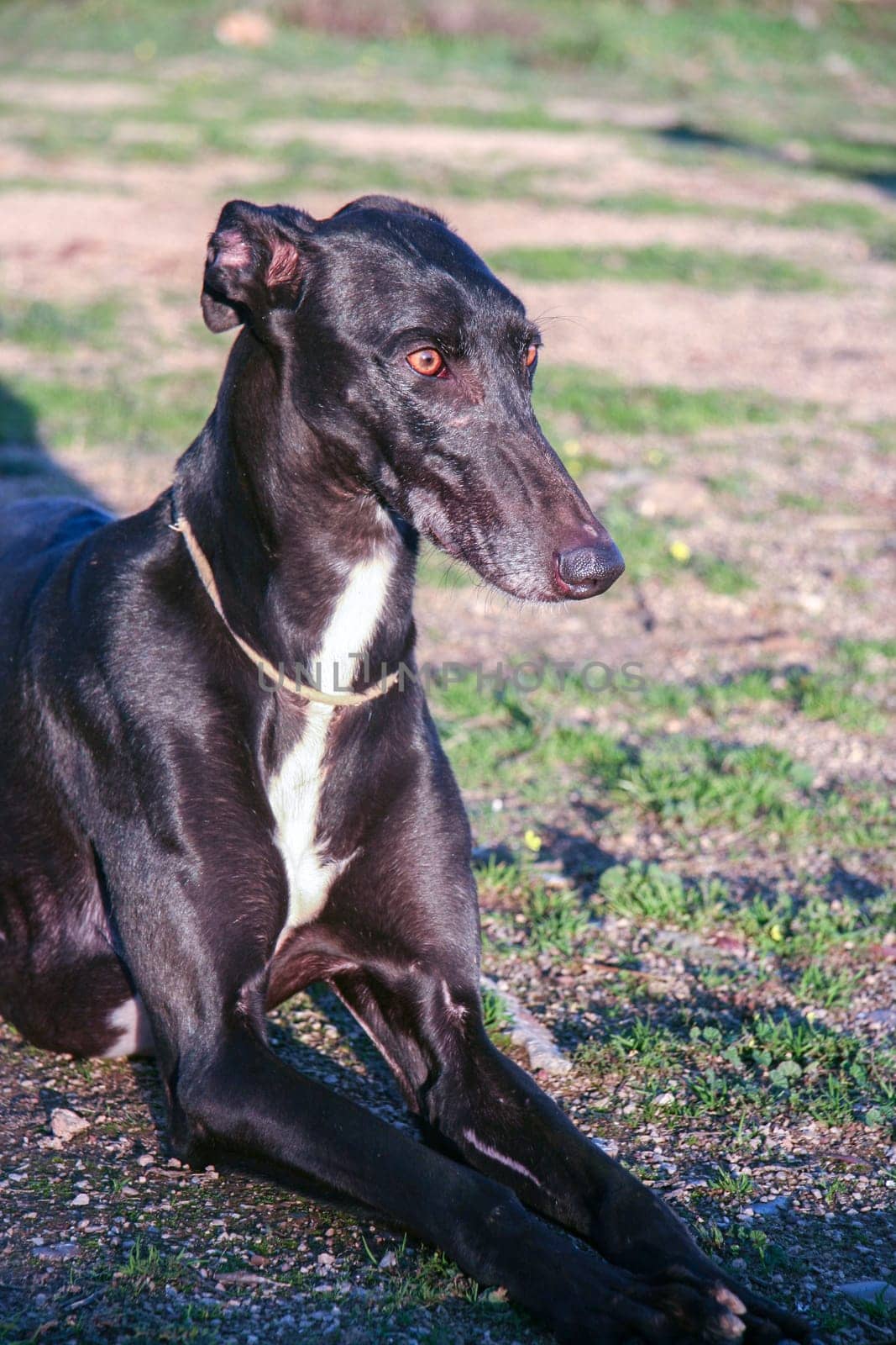 Beautiful young spanish greyhound also called in Spain Galgo. Black shiny dog