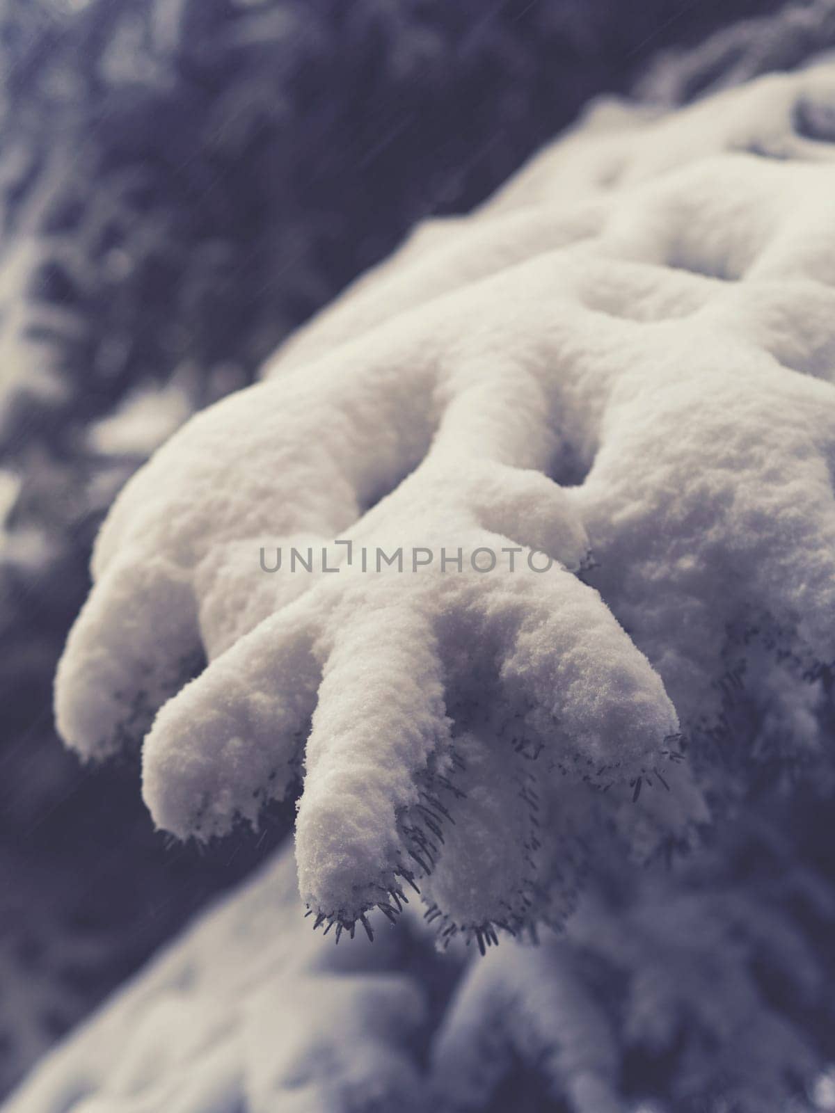 Fir tree with snow, seasonal background, vintage colour toned