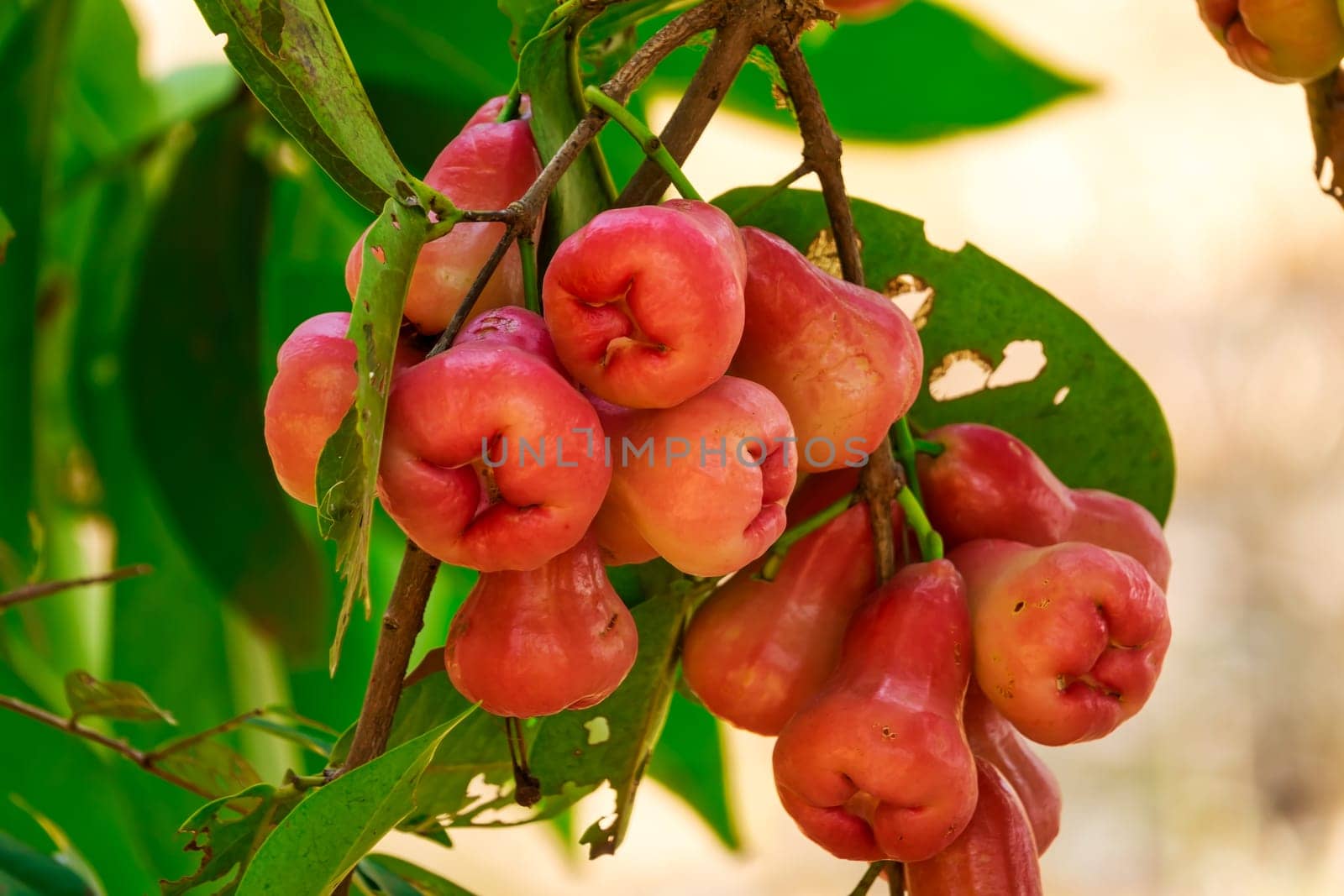 Java apple,tropical fruit on tree