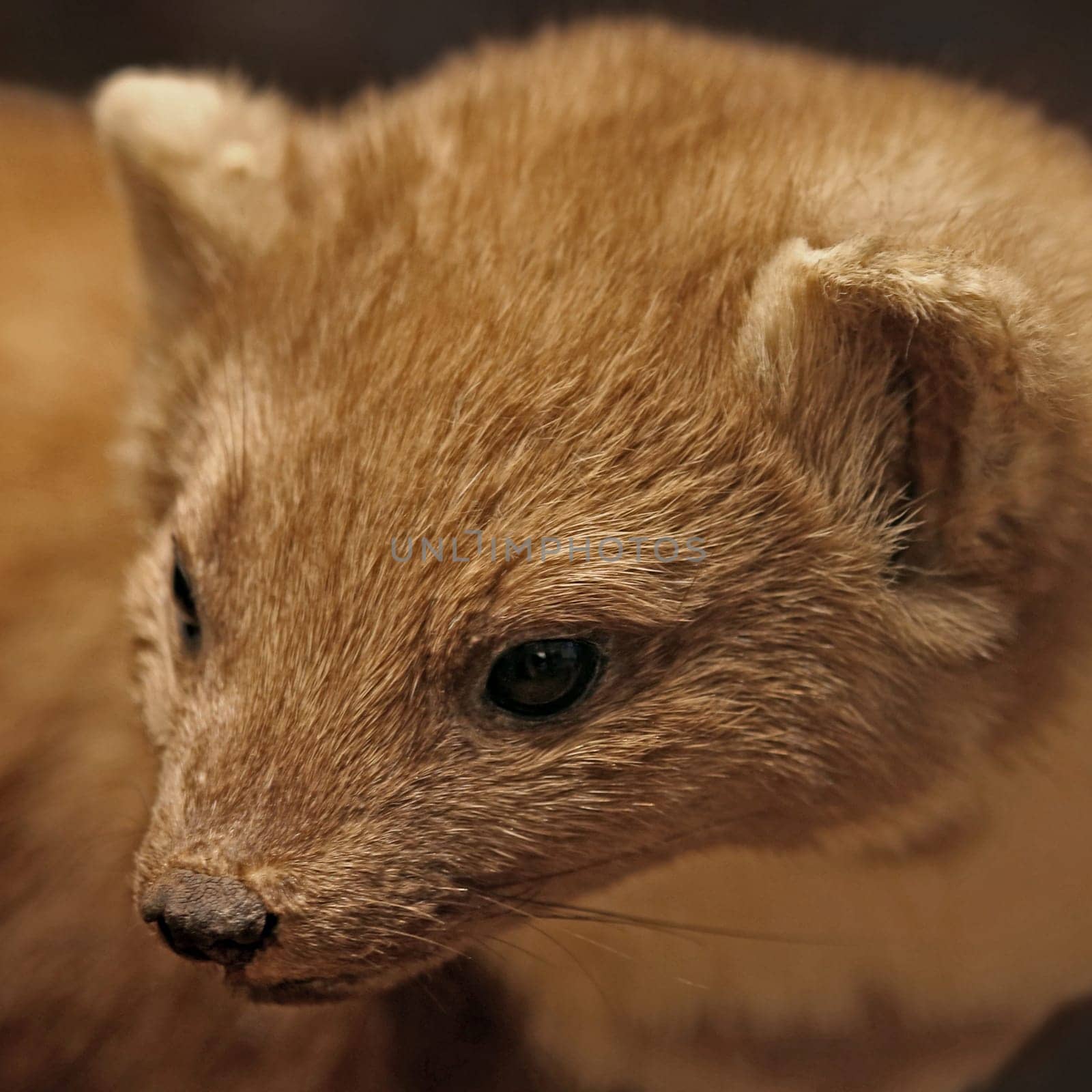 Tree marten or marten martes martes in square cut