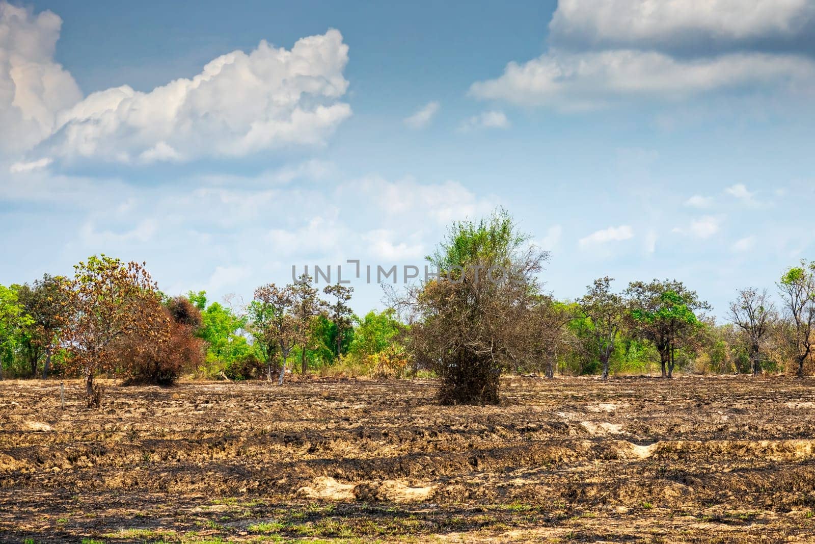 Agriculture with slash-and-burn,landscape in Thailand for the preparation of rice fields