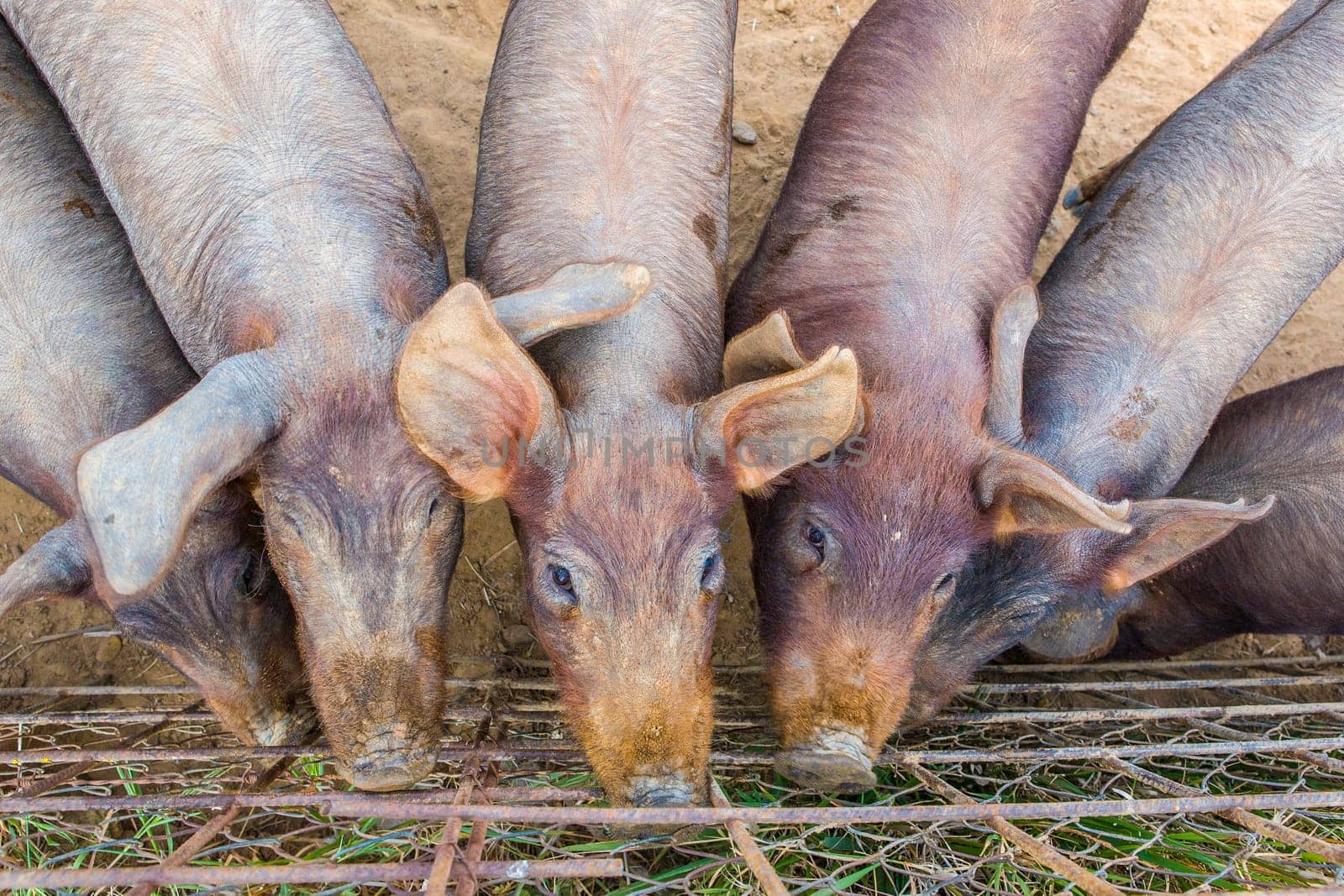 Iberian piglets close to fence Badajoz province, Extremadura, Spain