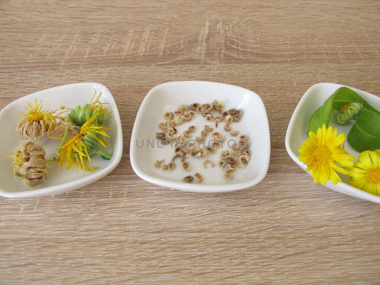 Seeds of marigolds
