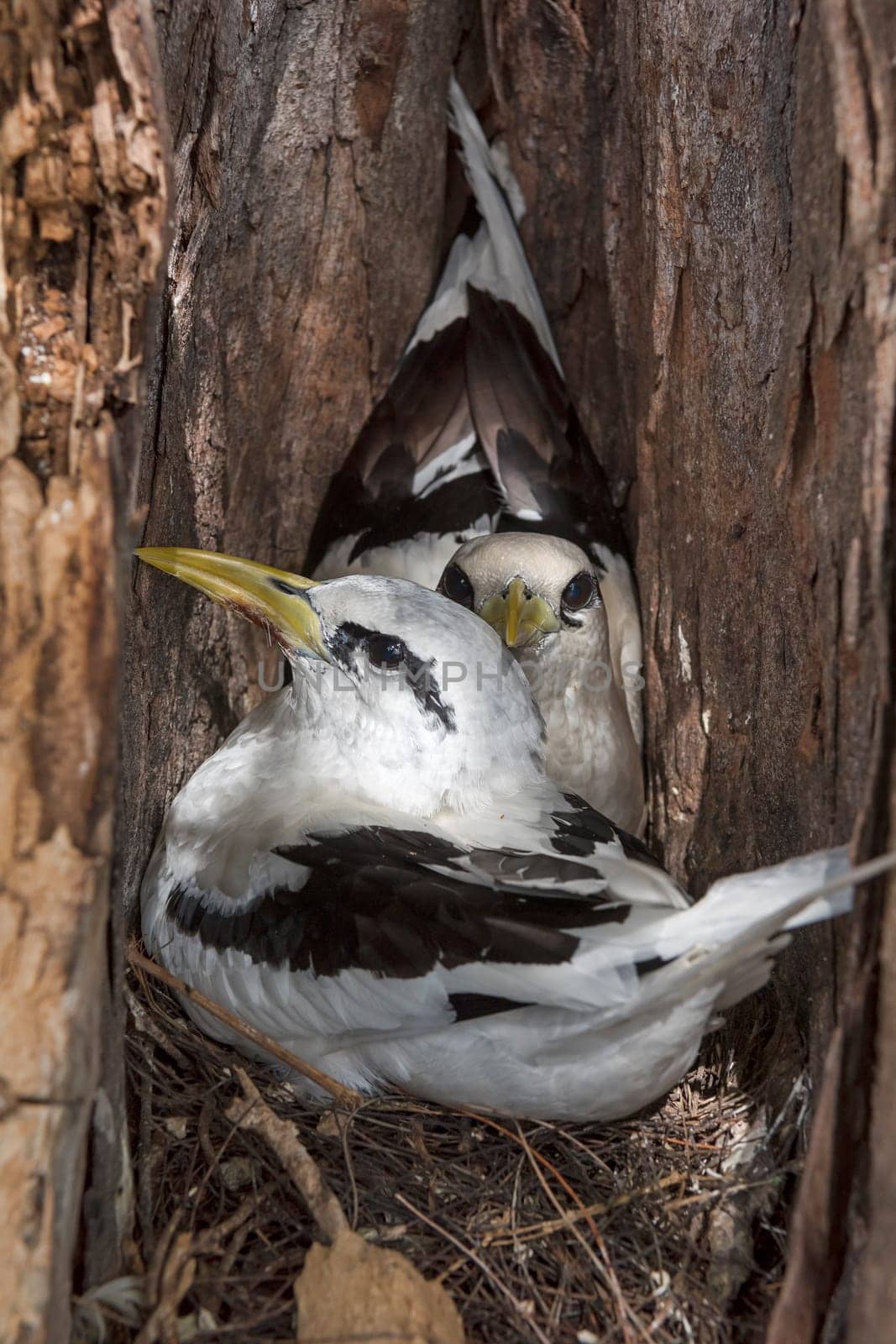 White-tailed tropical birds (Phaethon lepturus) in the nest on Bird Island,Seychelles,Indian Ocean