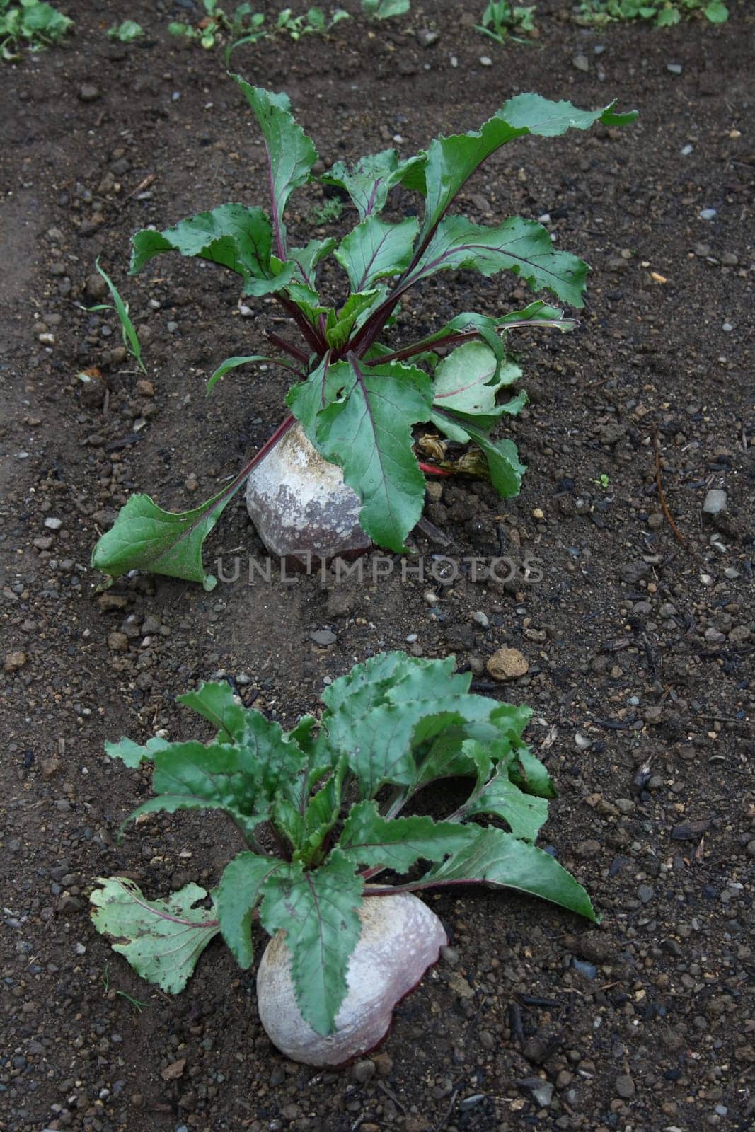 Beetroot,red beet (Beta vulgaris subsp. Vulgaris) in a row in the soil