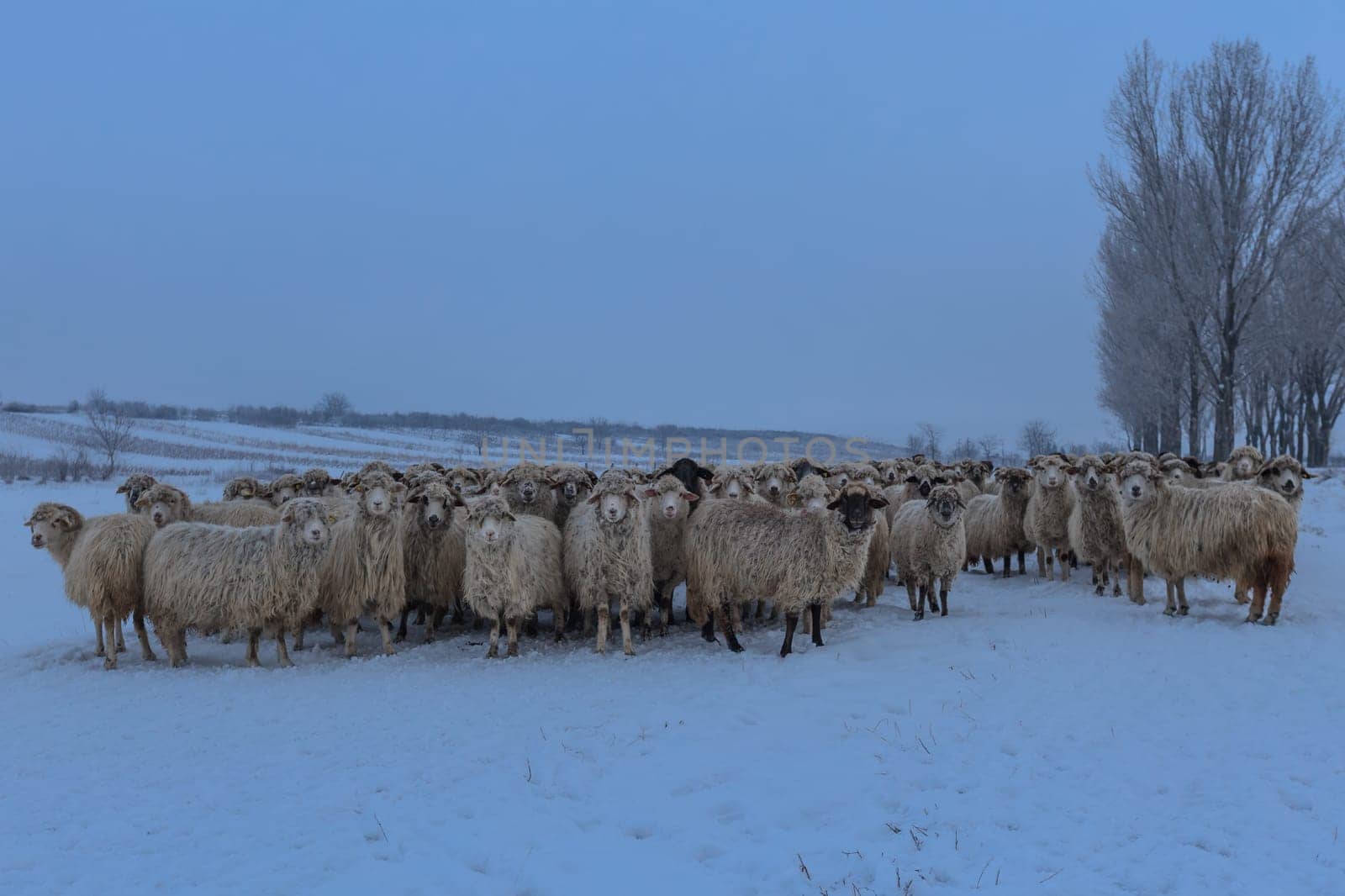 flock of sheep in winter. Comana Natural Park, Romania
