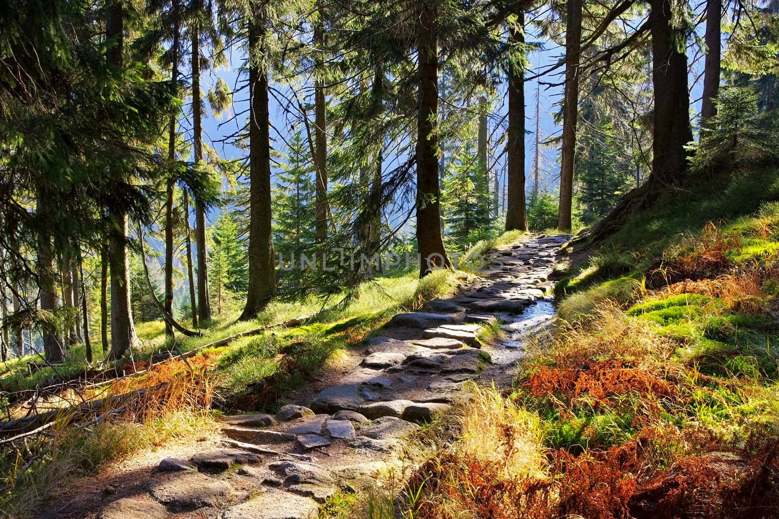 Wanderweg im Riesengebirge - typical hiking trail in Giant Mountains