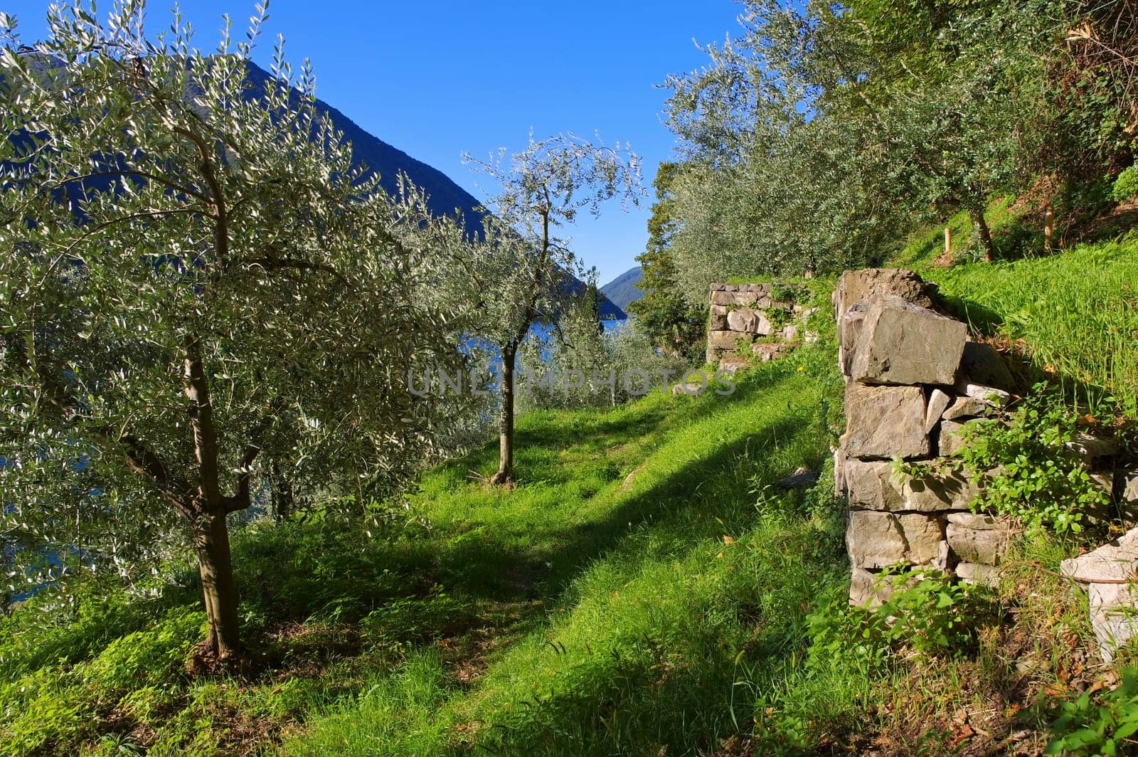 Gandria Olive Trail on Lake Lugano,Switzerland - Gandria Sentiero dell'olivo on Lake Lugano,Switzerland