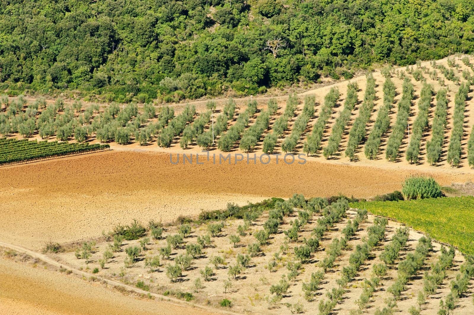 Olivenhain - olive grove 34