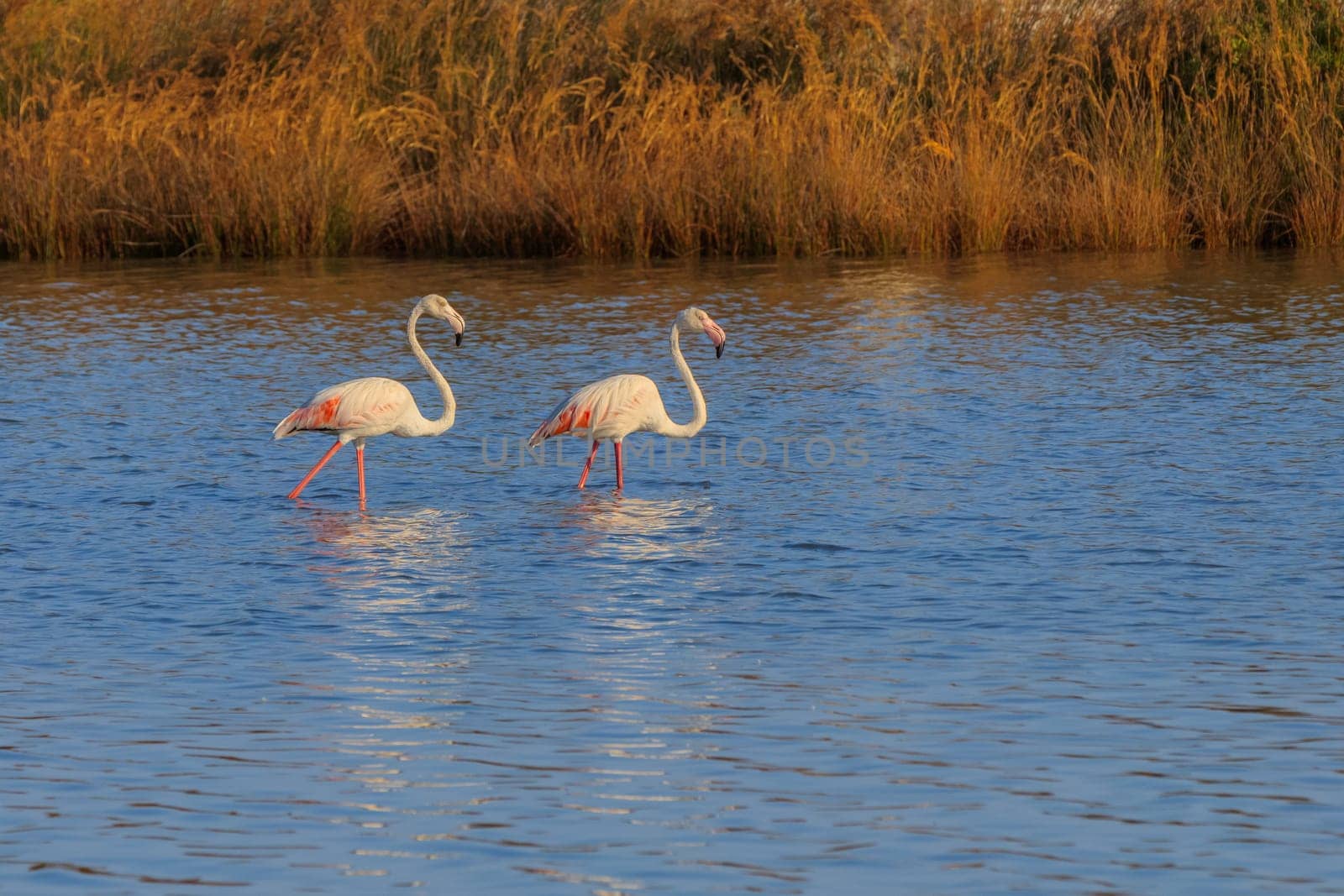 pink flamingos walking through the water. Lefkada, Greece