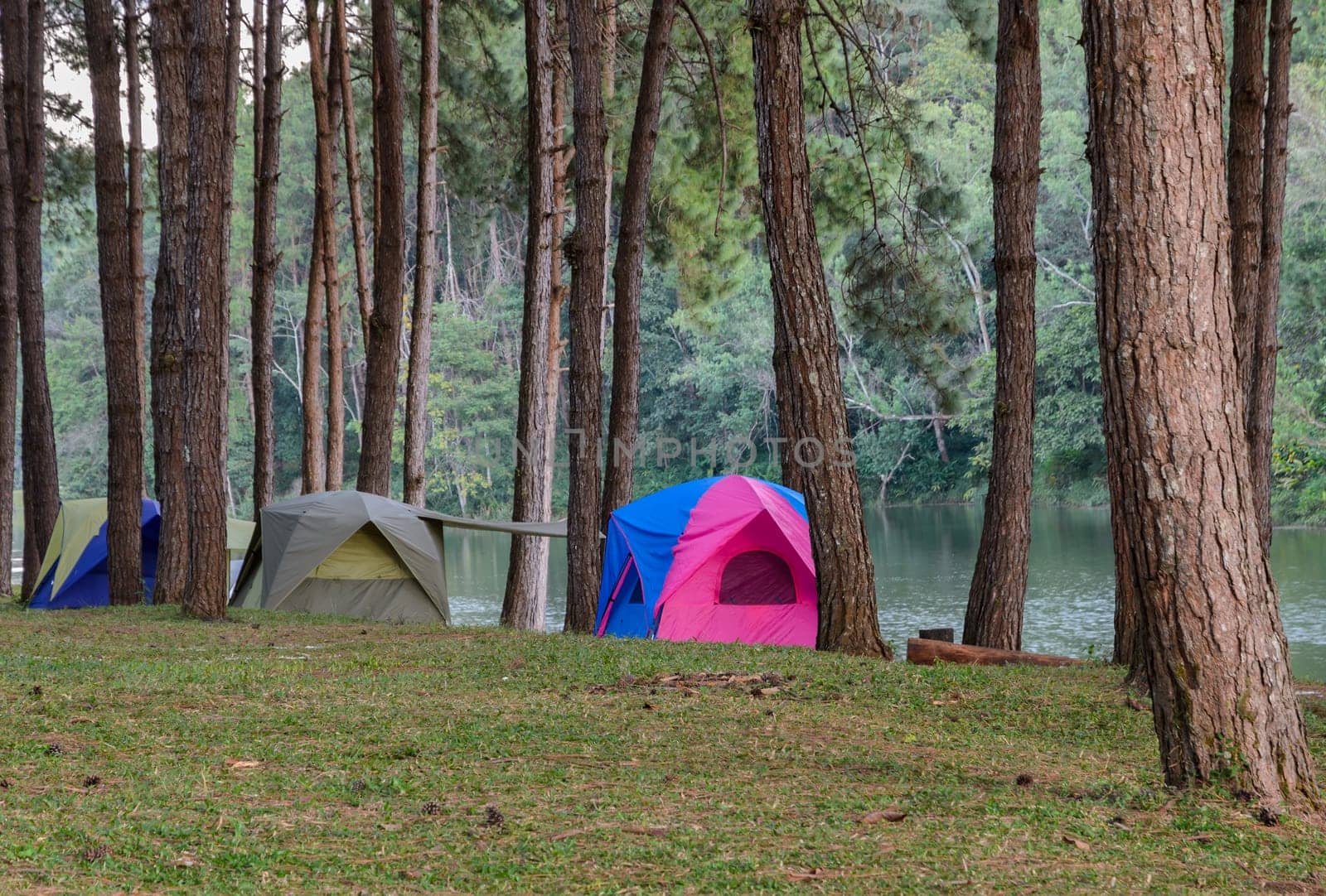 Camping tents in pine tree forest near lake at Pang Oung national park in Mae Hong Son, Thailand