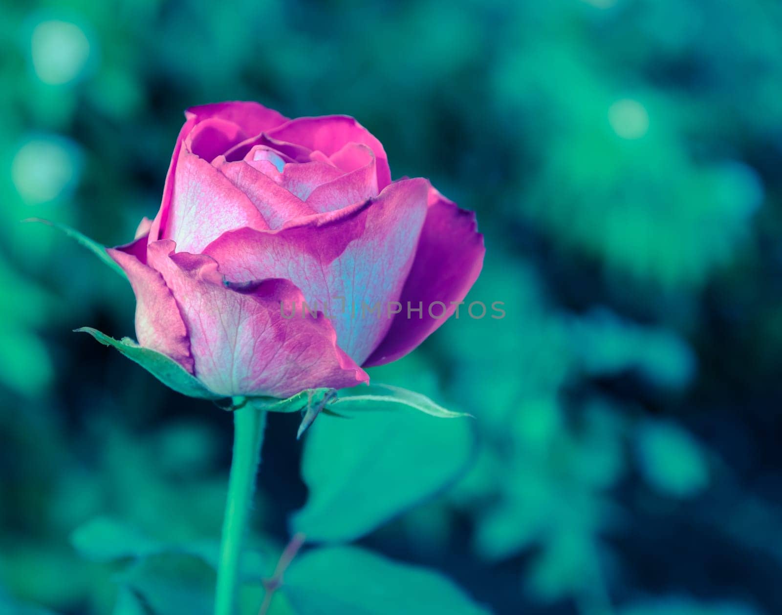 Shocking pink rose in the garden, vintage filter effect