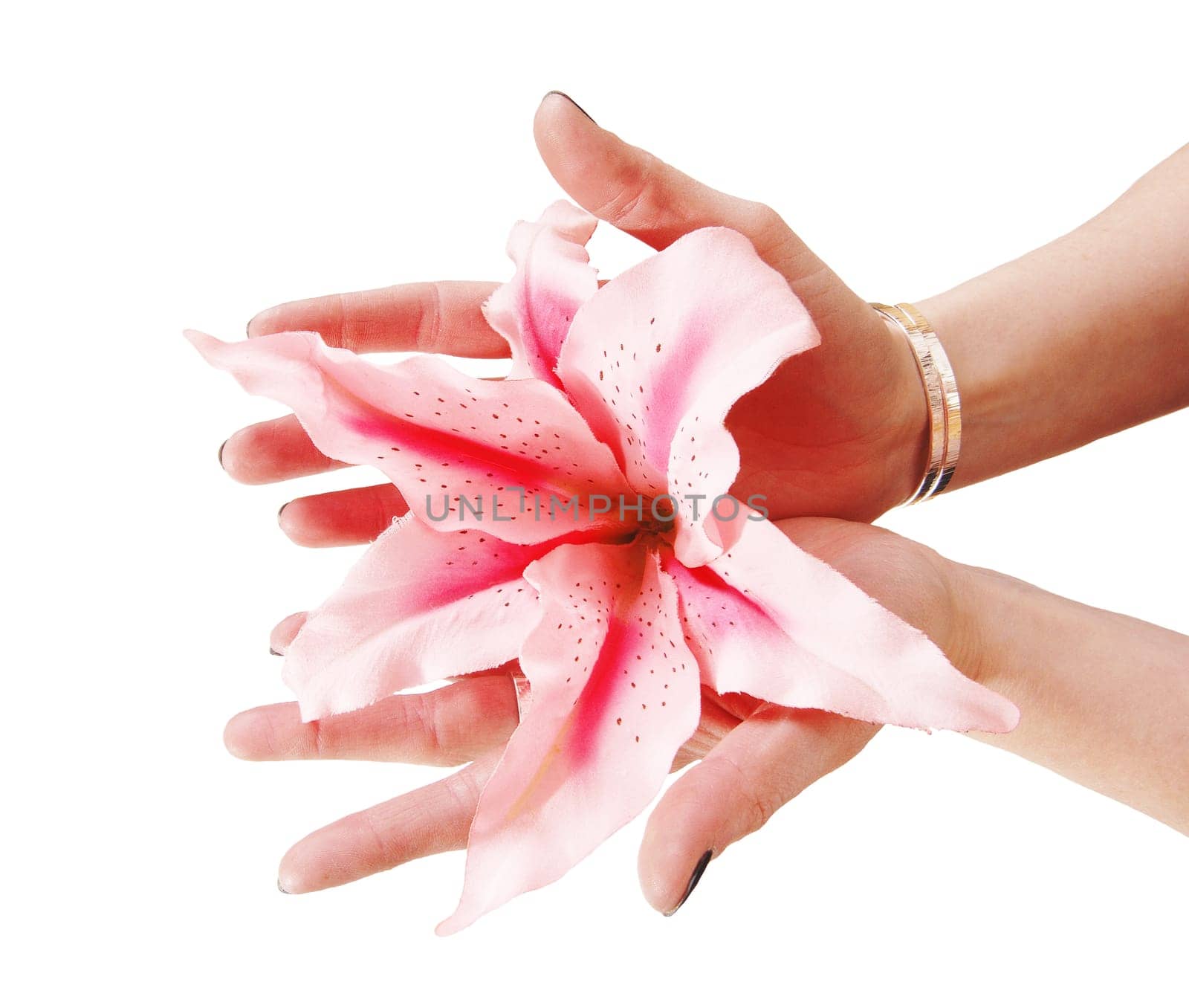A close up image of two hands of a woman holding a pink lily in her.palms, isolated for white background.