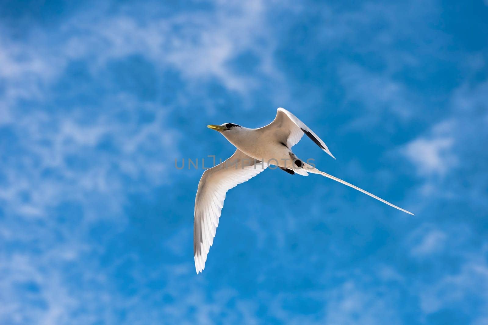 White-tailed tropical bird (Phaethon lepturus) flying over Bird Island,Seychelles,Indian Ocean