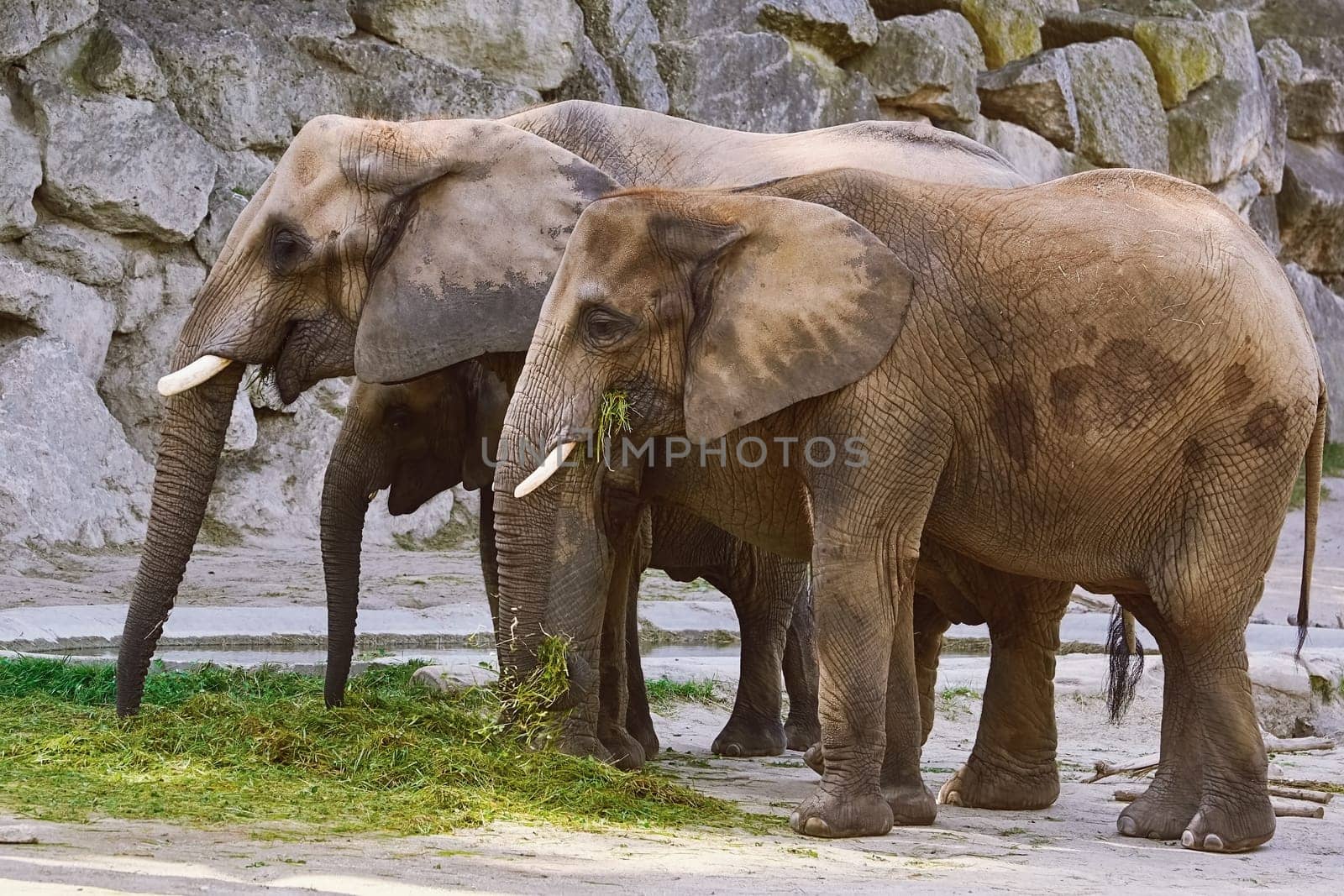Asiatic Elephants (Elephas Maximus) Eating the Grass