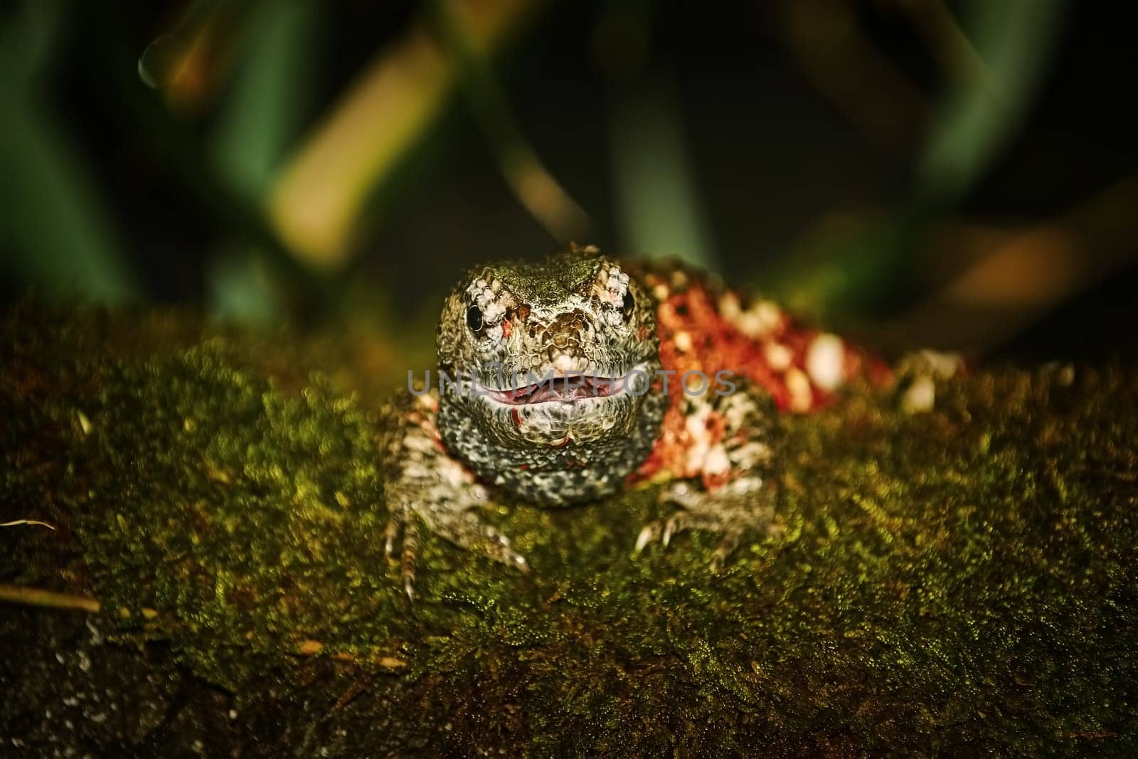 Chinese Crocodile Lizard (Shinisaurus Crocodilurus) on the Stone