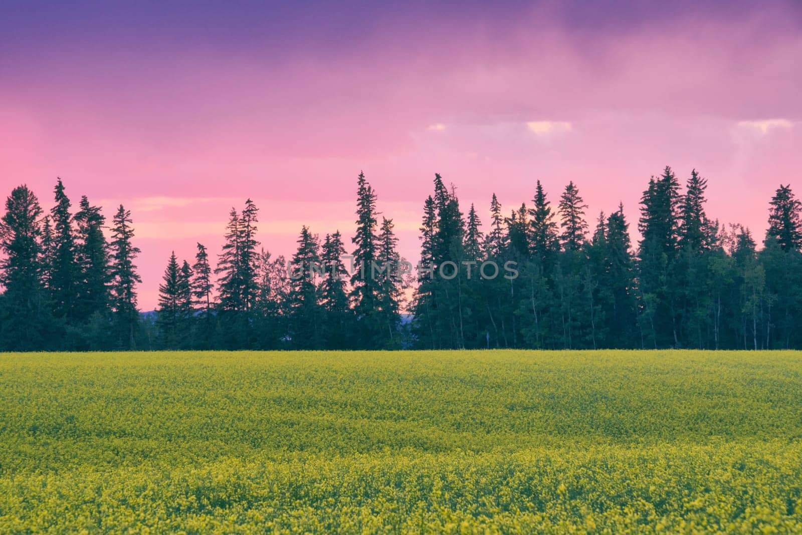 Pink sunset landscape over a tree linked canola field.