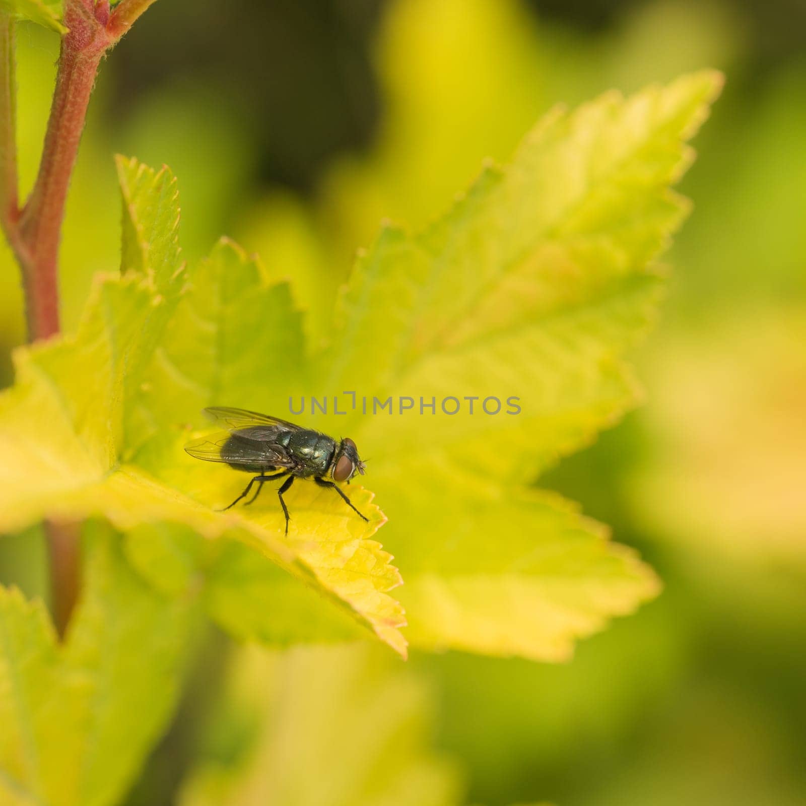 Macro of a a fly sitting on a green leaf.