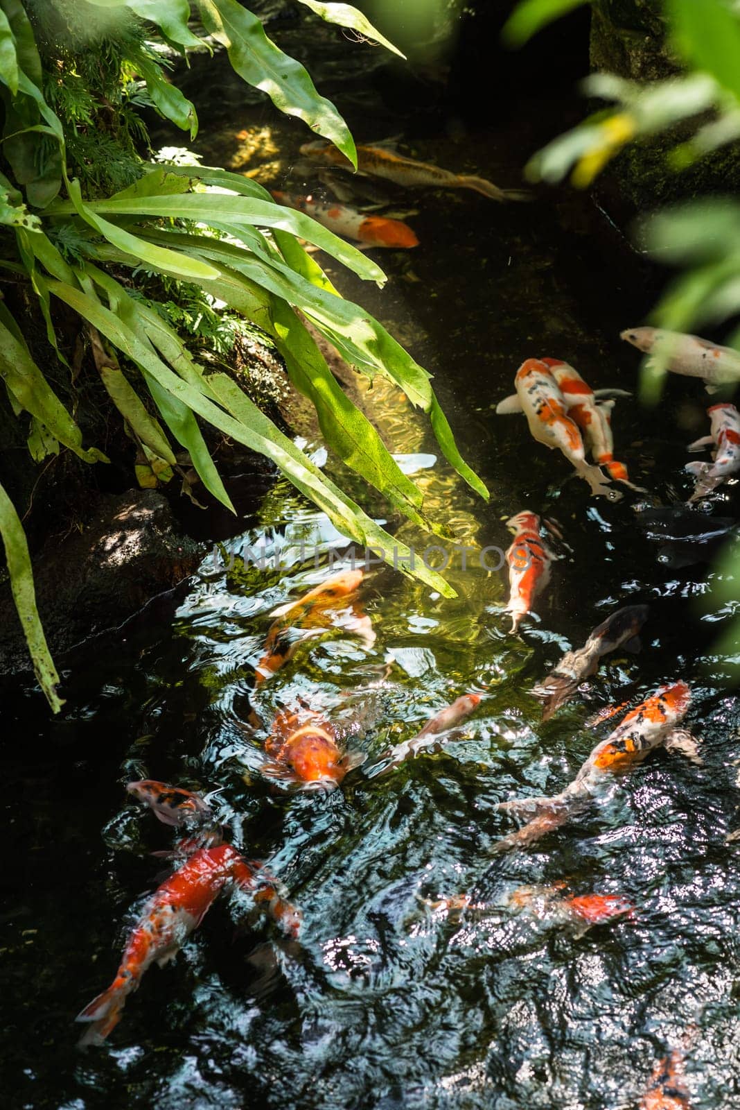 Koi fish in a pond on a sunny day