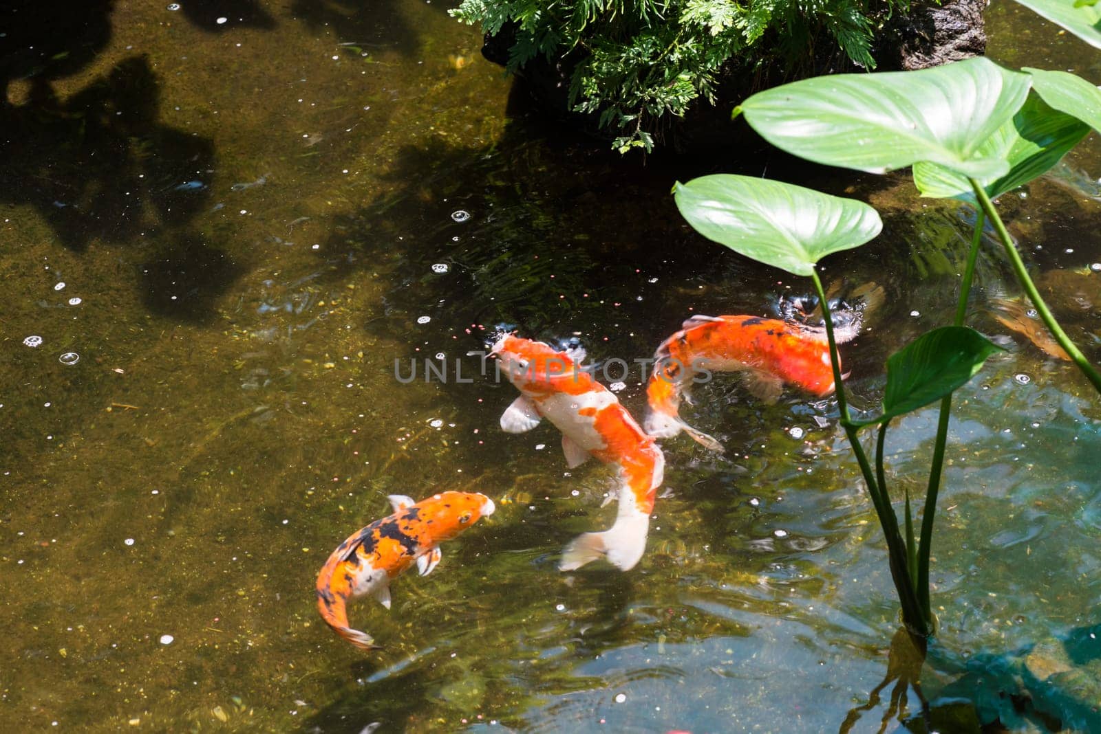 Three Koi fish close up