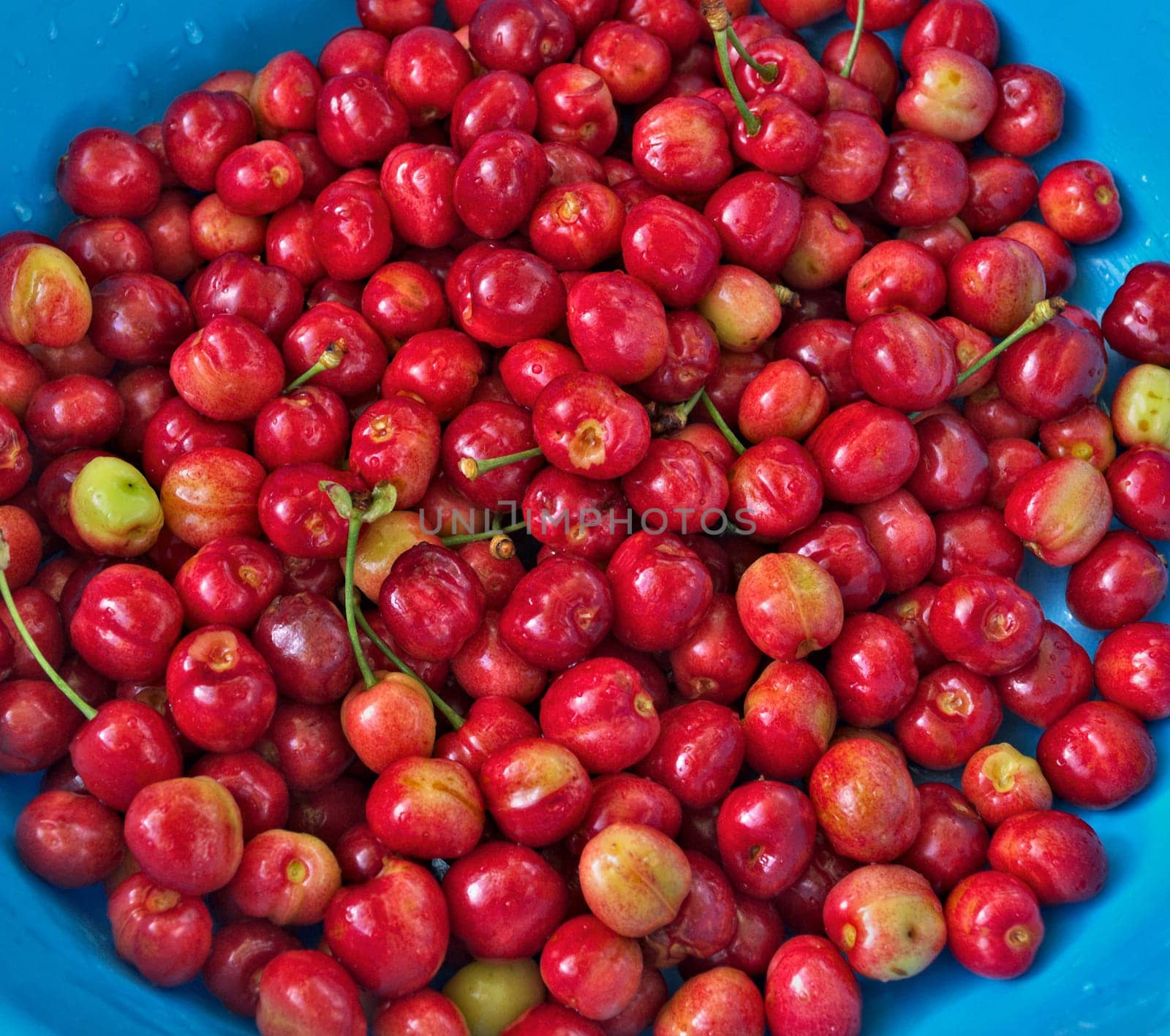 Cherries, washed and ready for eating, closeup