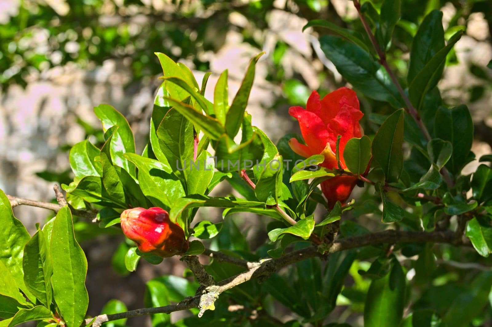 Medlar flowering at spring time