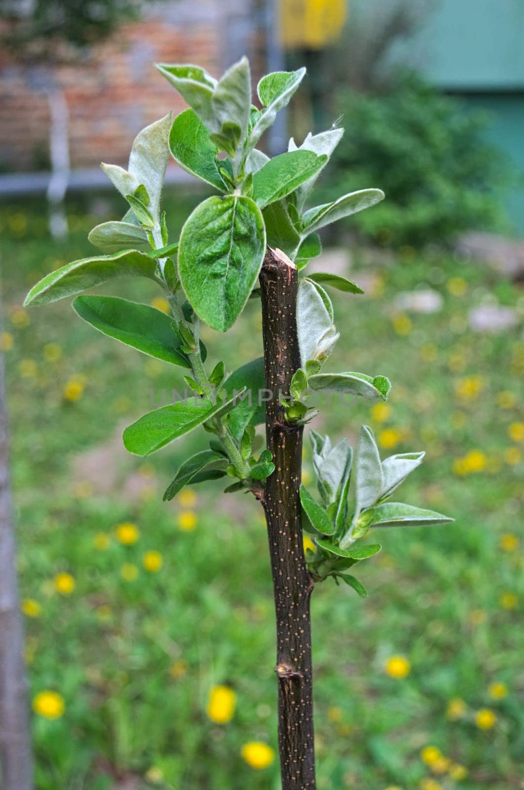 Young quince tree starting vegetation at spring