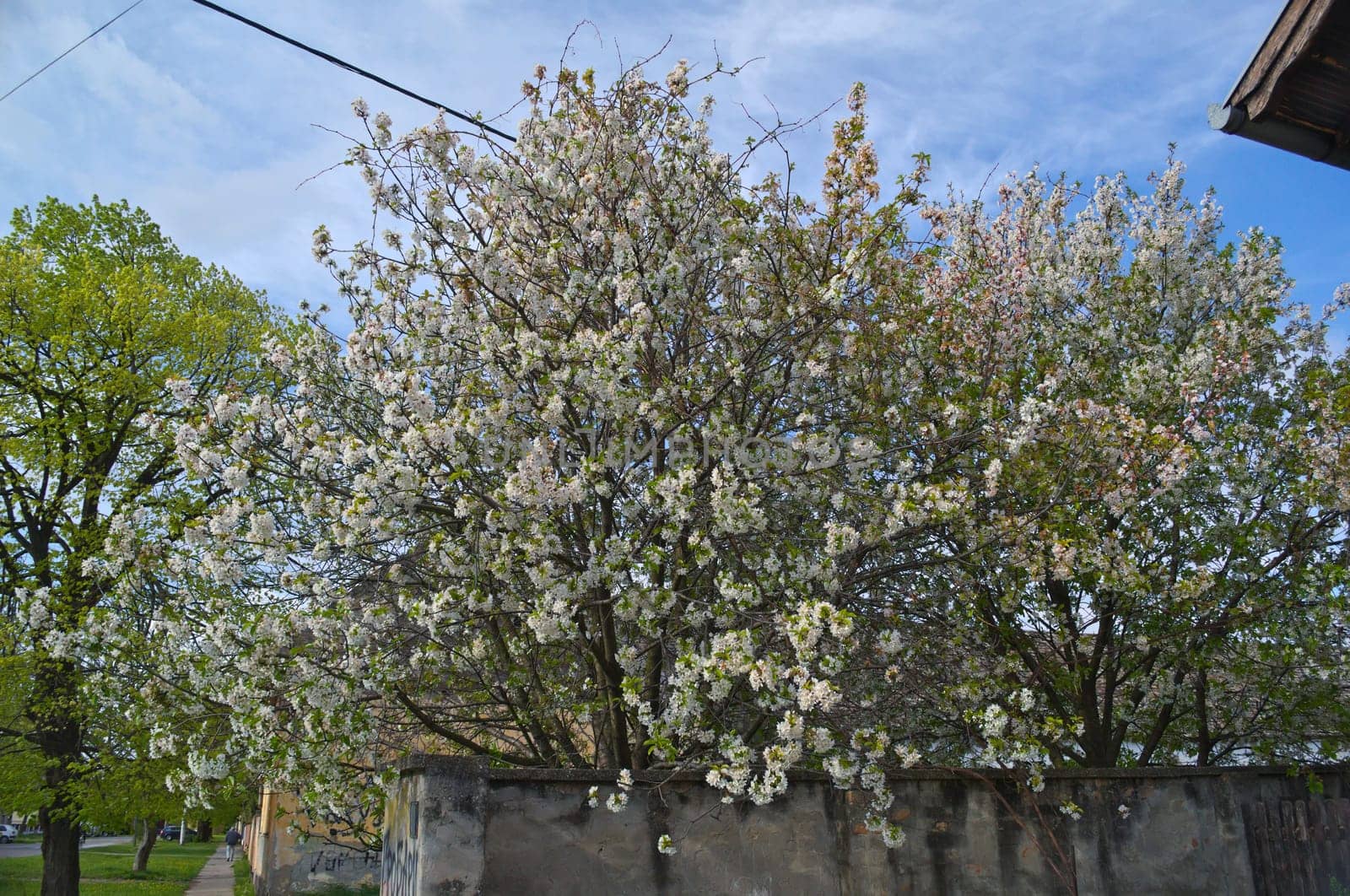 Cherry trees blooming flowers at spring