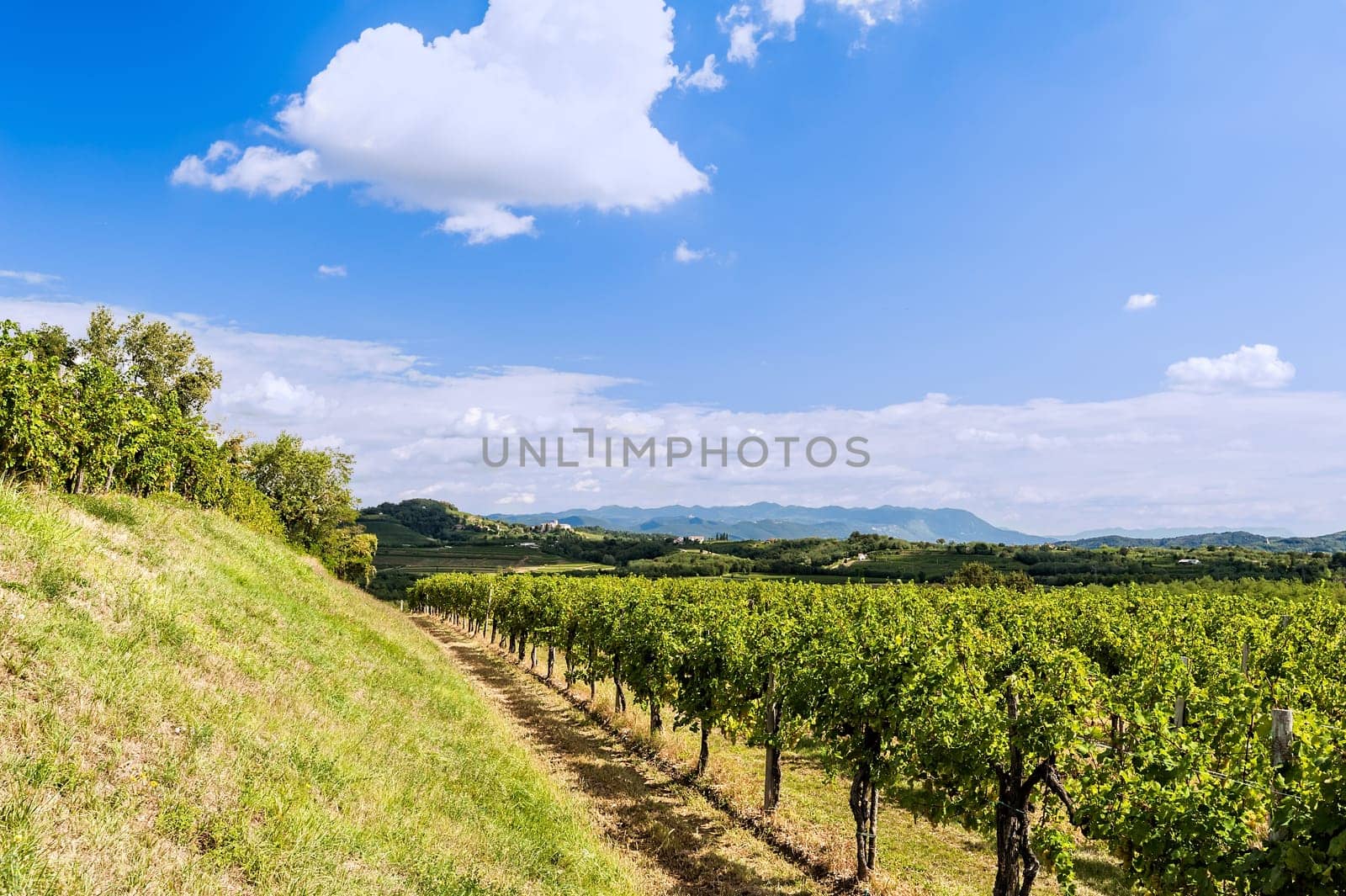 Agricultural landscape. Vineyard in summer against blue sky with clouds.