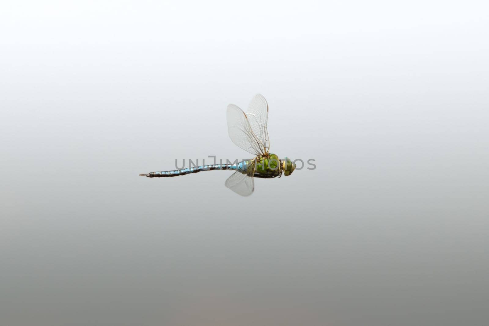 dragonfly in flight against defocus background