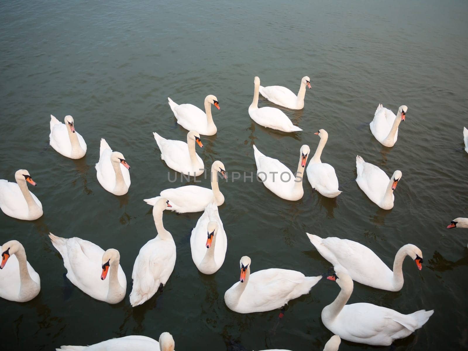 group of white mute swans down below on water animal bird background  essex  england  uk