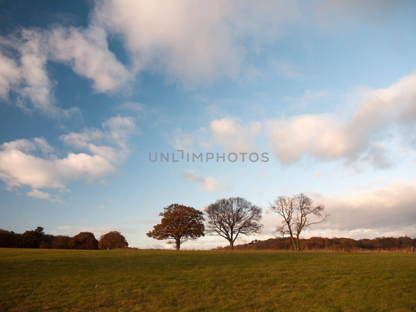 empty grass land country trees blue sky clouds landscape plain  essex  england  uk