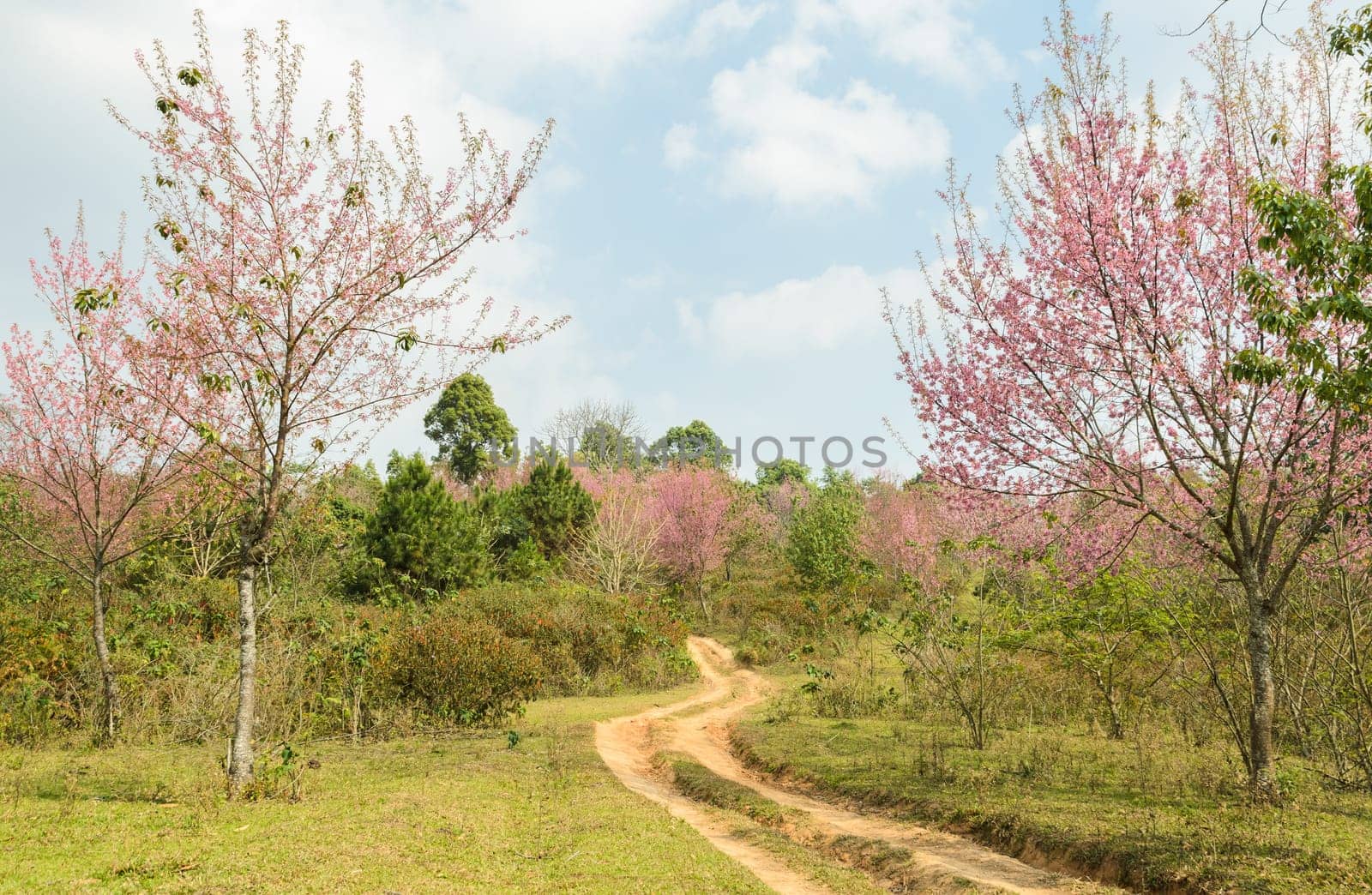 Trail to the wild Himalayan cherry forest in Thailand