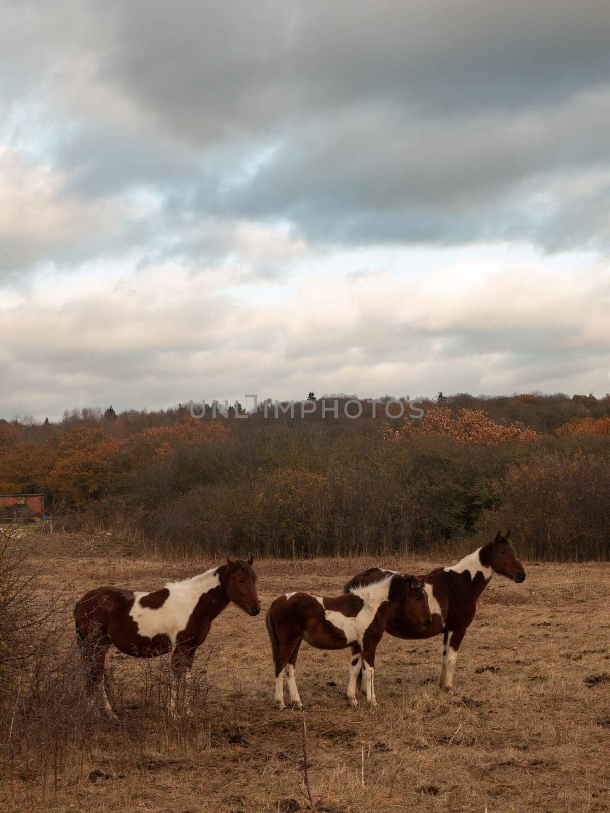 beautiful brown horses in field autumn weather stallions  essex  england  uk