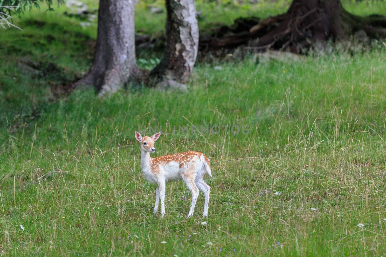 fallow deer (Dama dama) in Merlet Animal Park. Chamonix, France